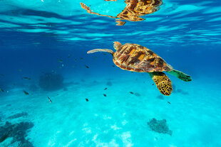 Green Turtle in the Coral Triangle - F Wardle