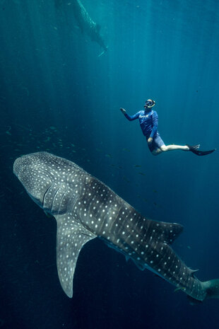 Snorkelling with Whale Sharks in Cenderawasih Bay - S Bradley