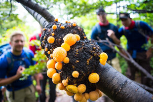 Mushrooms in Torres del Paine National Park