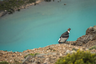 Condor, Torres del Paine