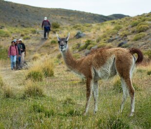Guanaco Torres del Paine National Park