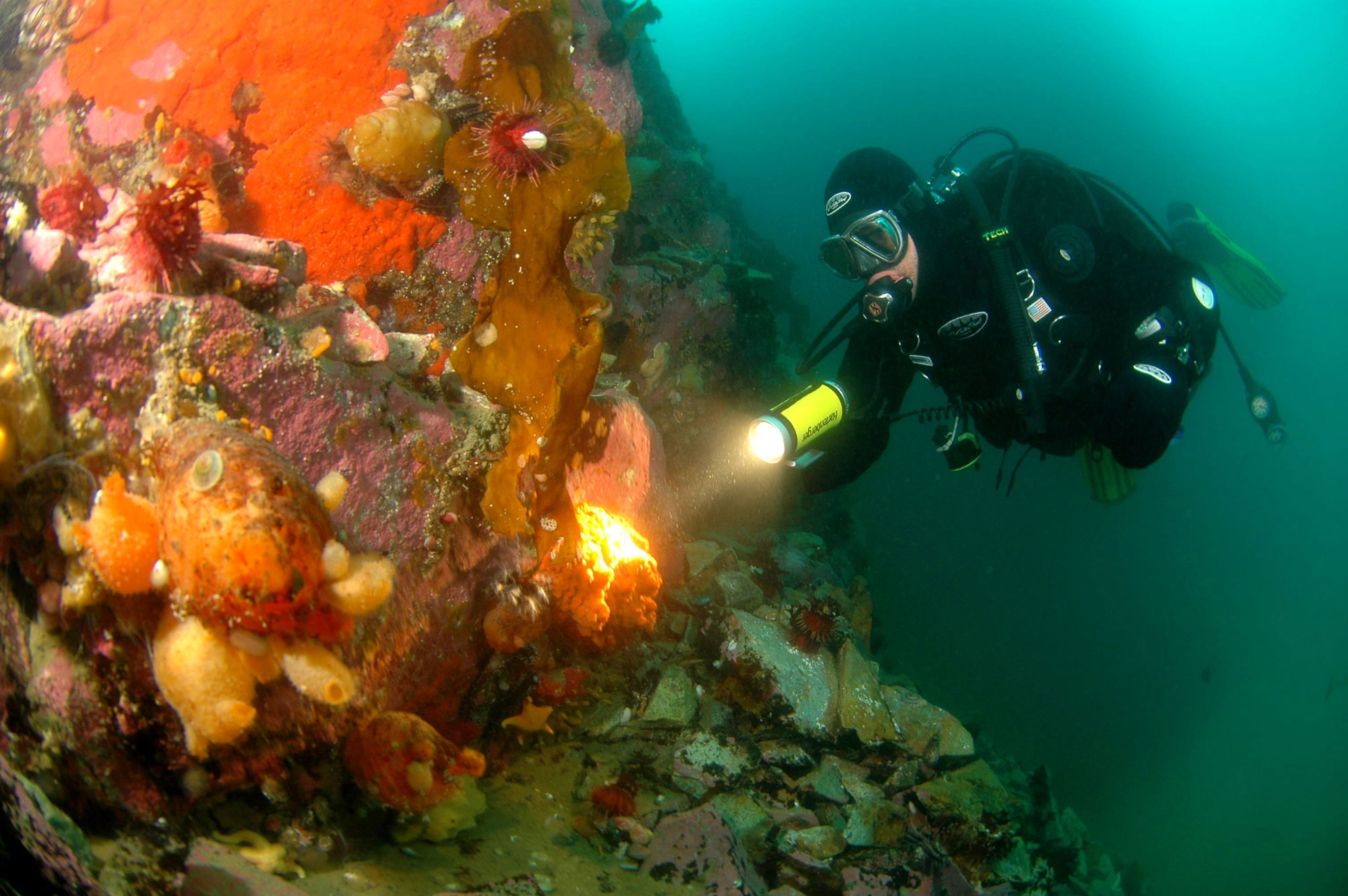 Antarctica diving underwater dive