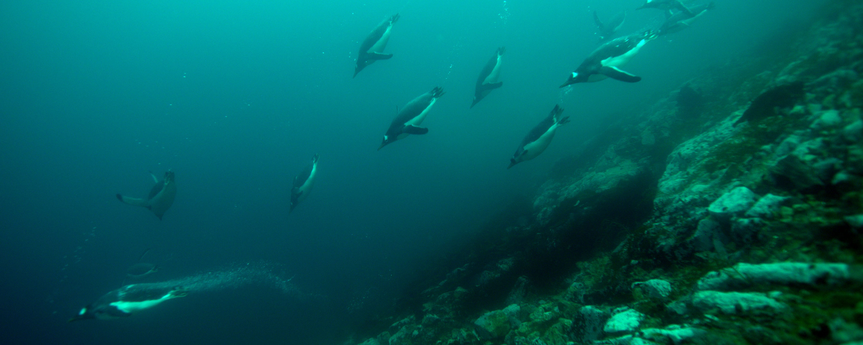 adelie penguins antarctica underwater