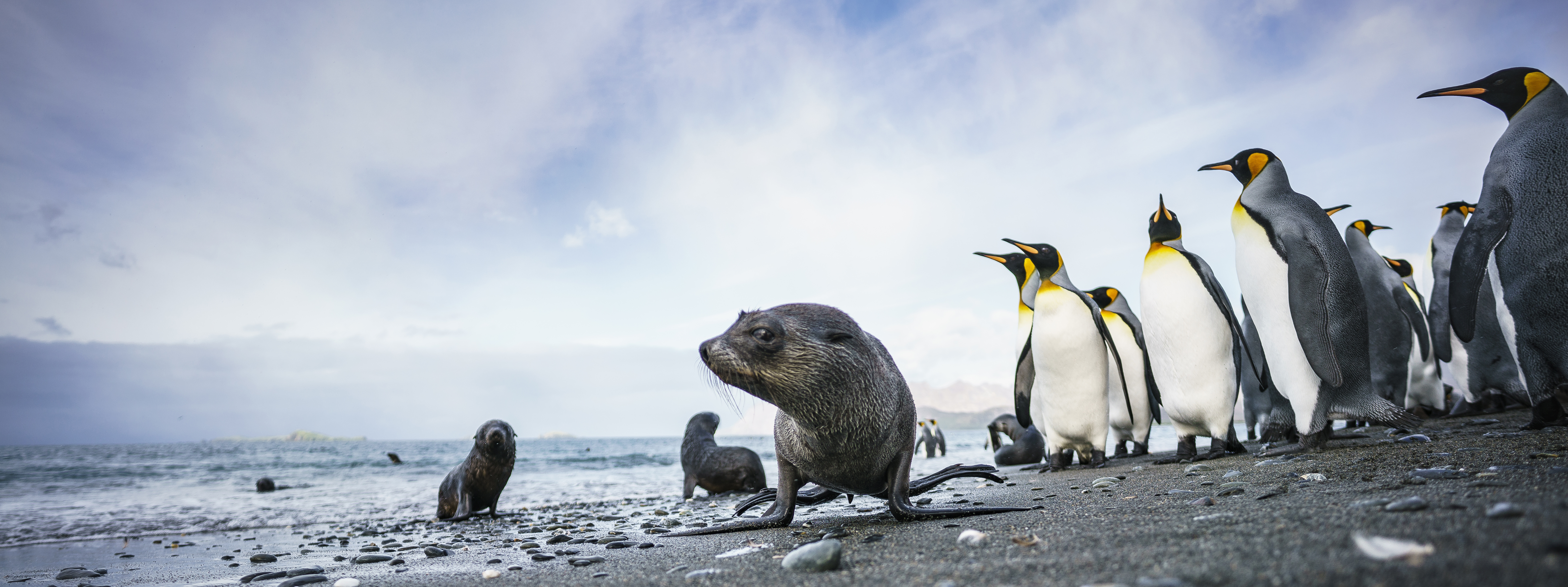 Fur Seals and King Penguins in South Georgia