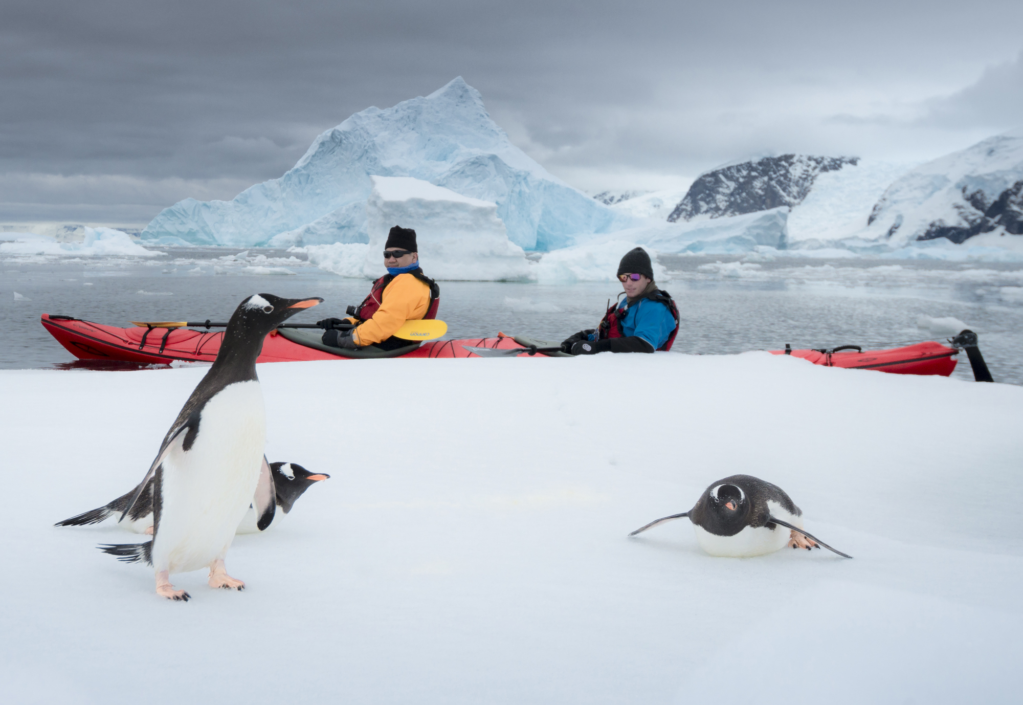kayaking gentoo penguins Antarctica