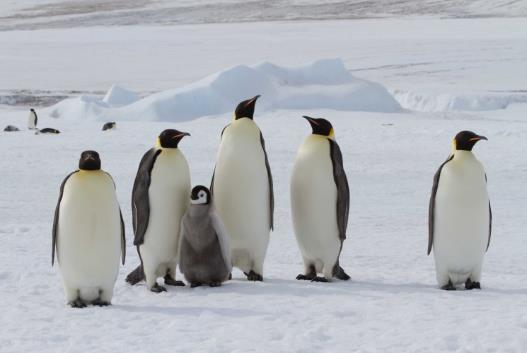 antarctica king penguins on sea ice