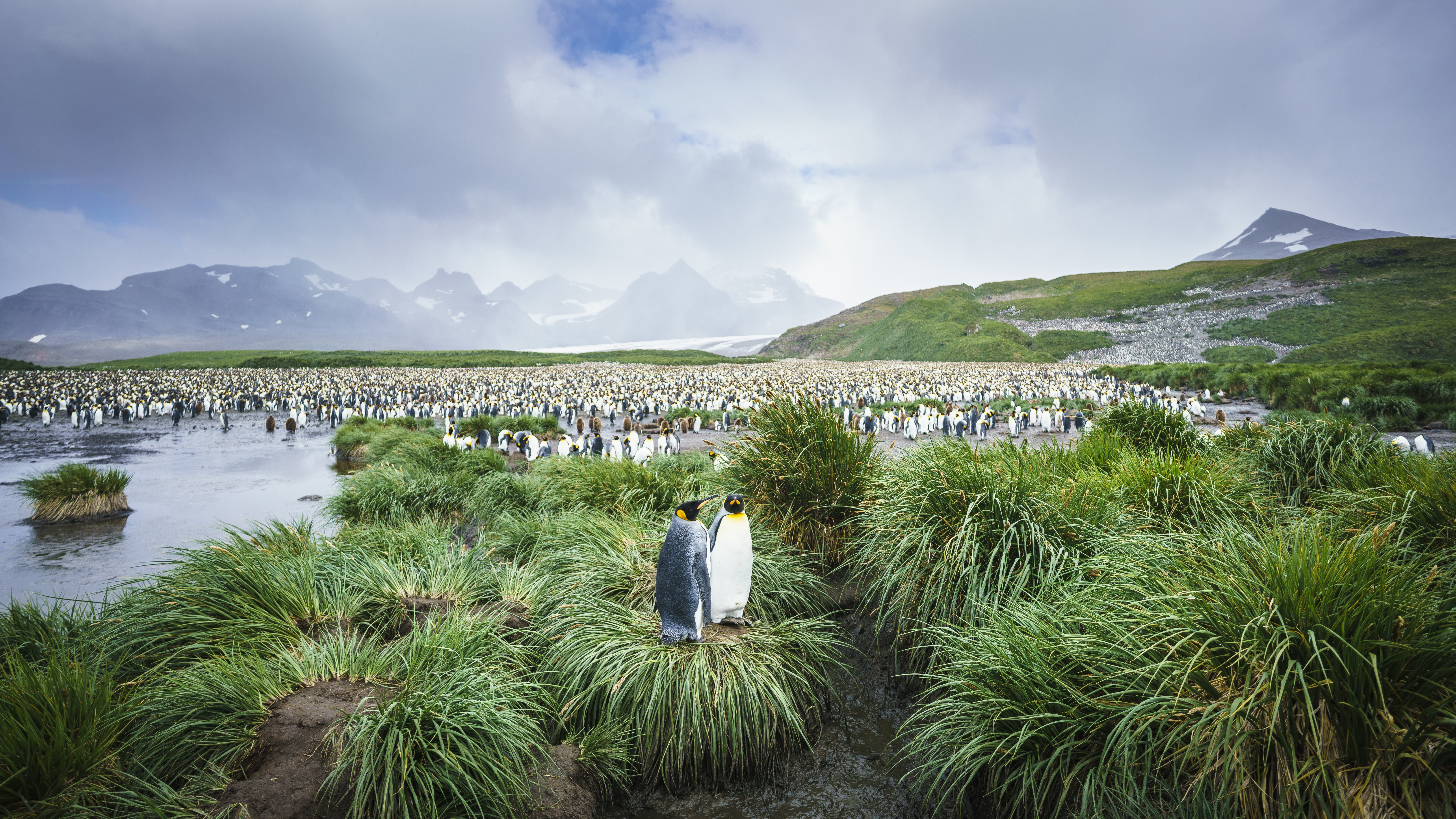 Penguin Colony in Salisbury Plain, South Georgia - Dieter Denger