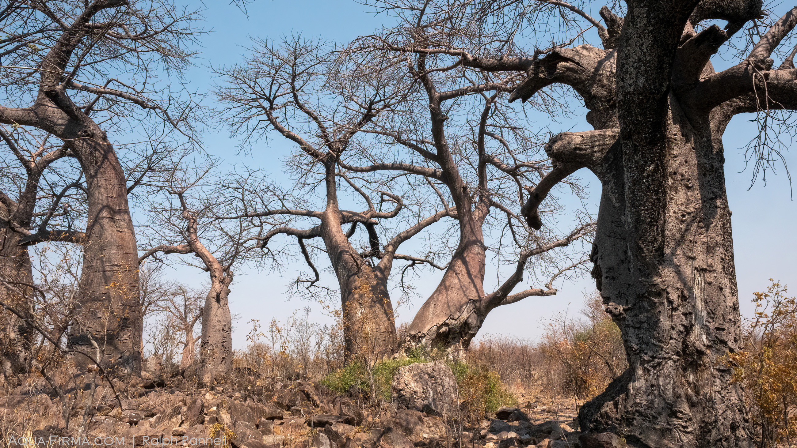 Avenue of Baobabs Savuti Botswana