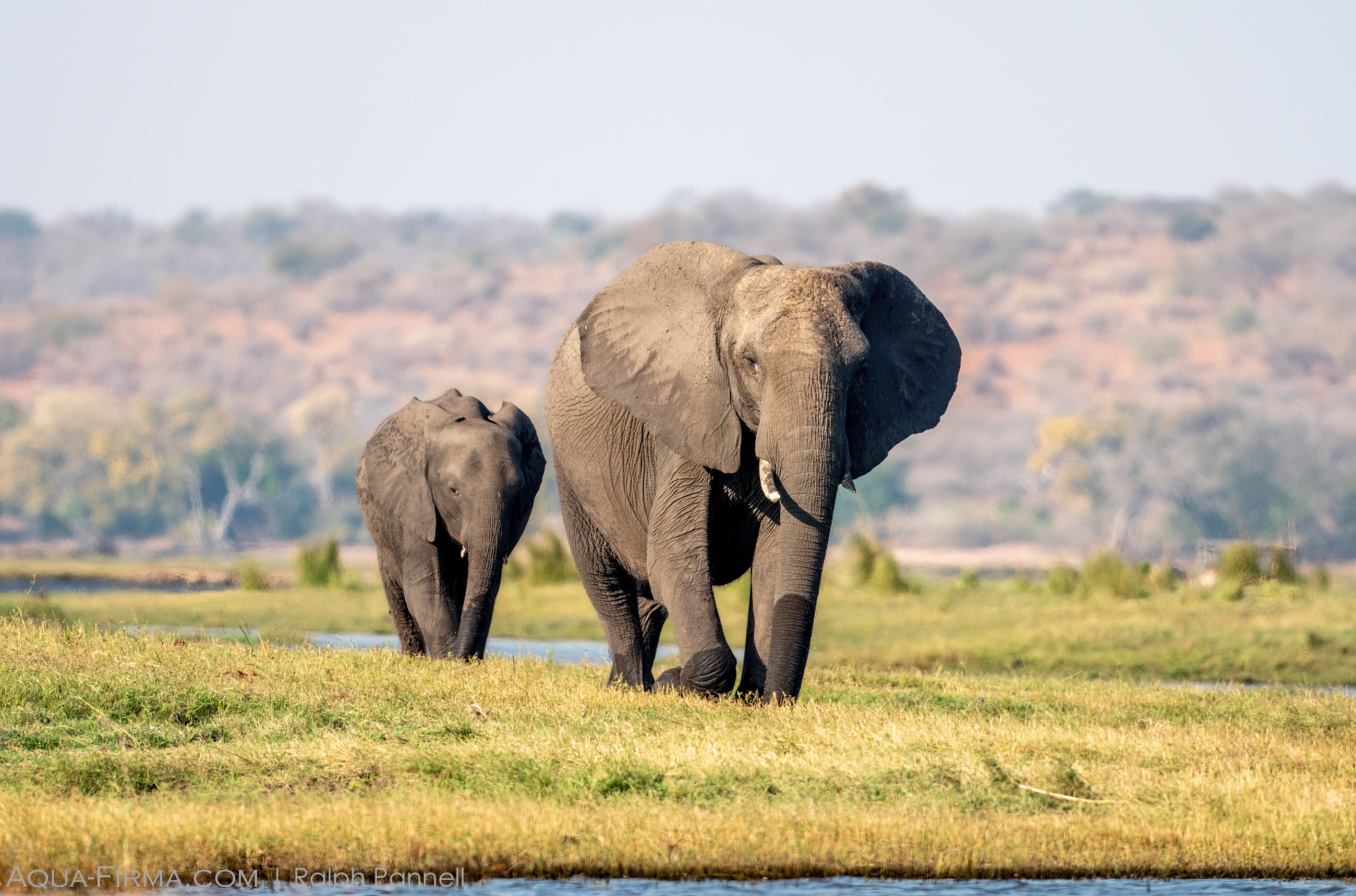 Elephants Chobe River Botswana