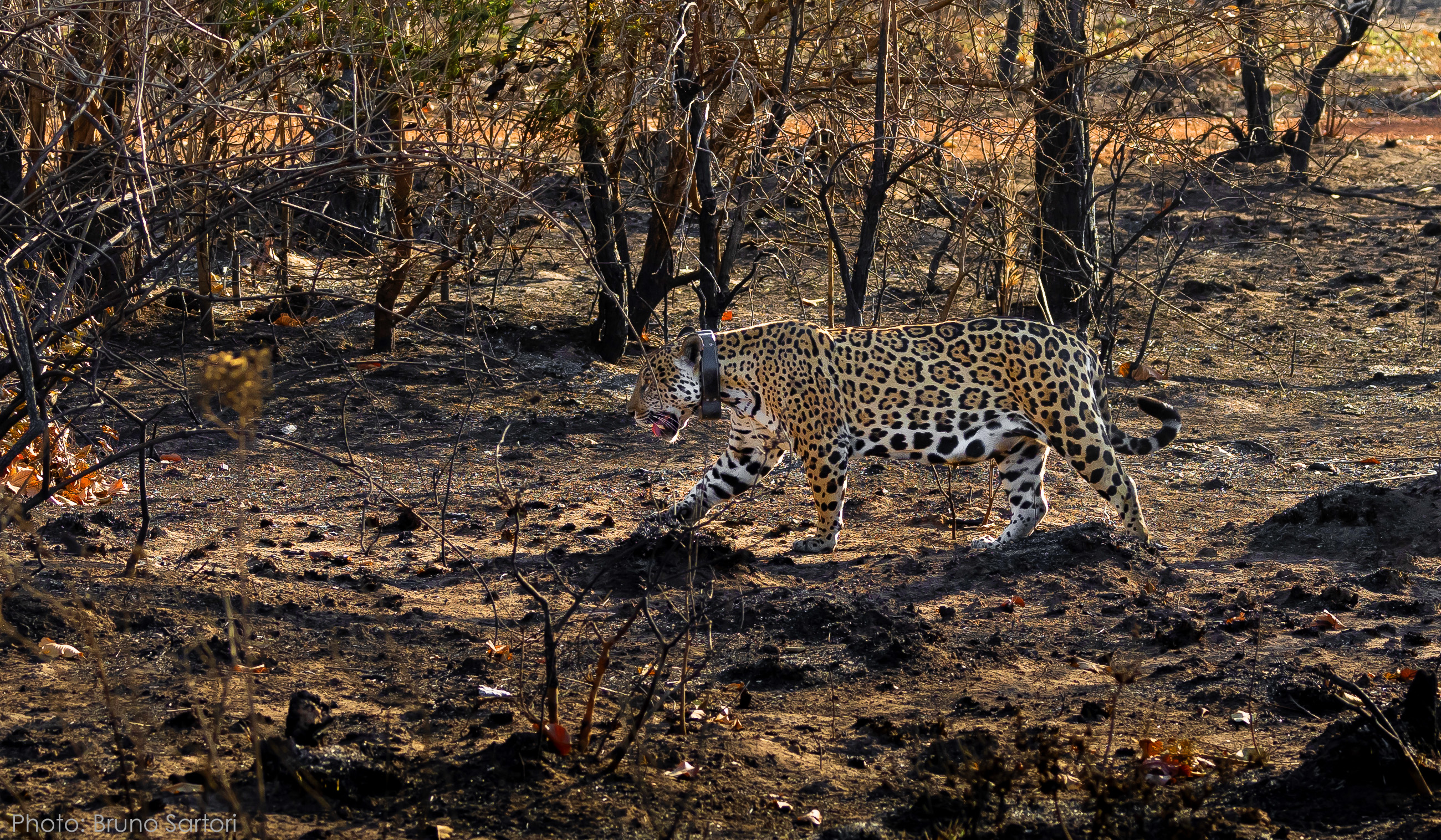 Pantanal walking through burned Pantanal