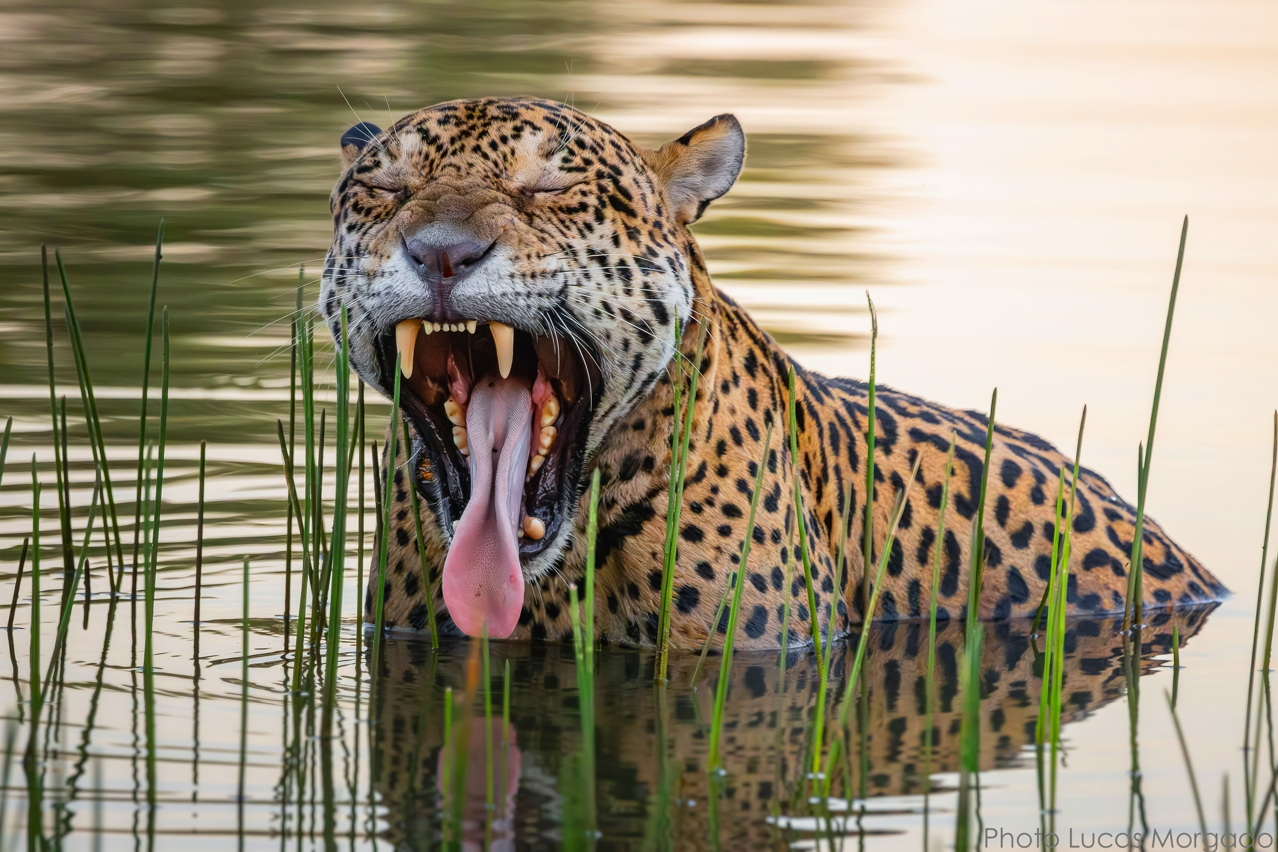 Jaguar Pantanal Yawning