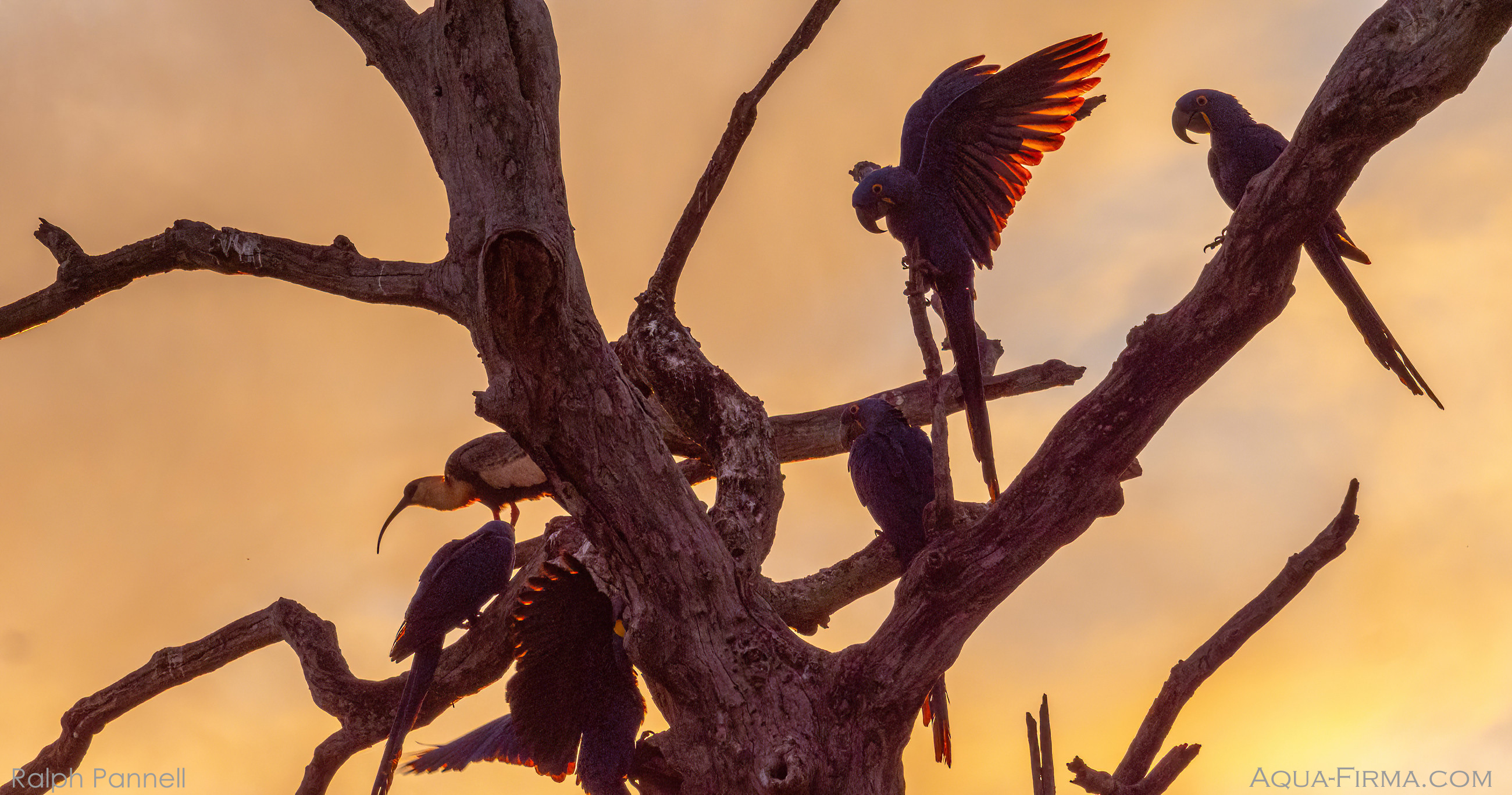 Pantanal Macaws Brazil Sunrise