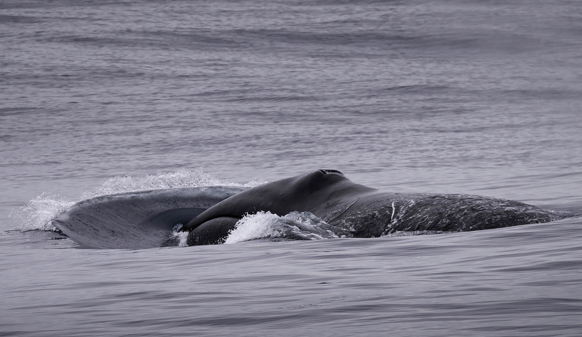 Bowhead Whale - Nate Small