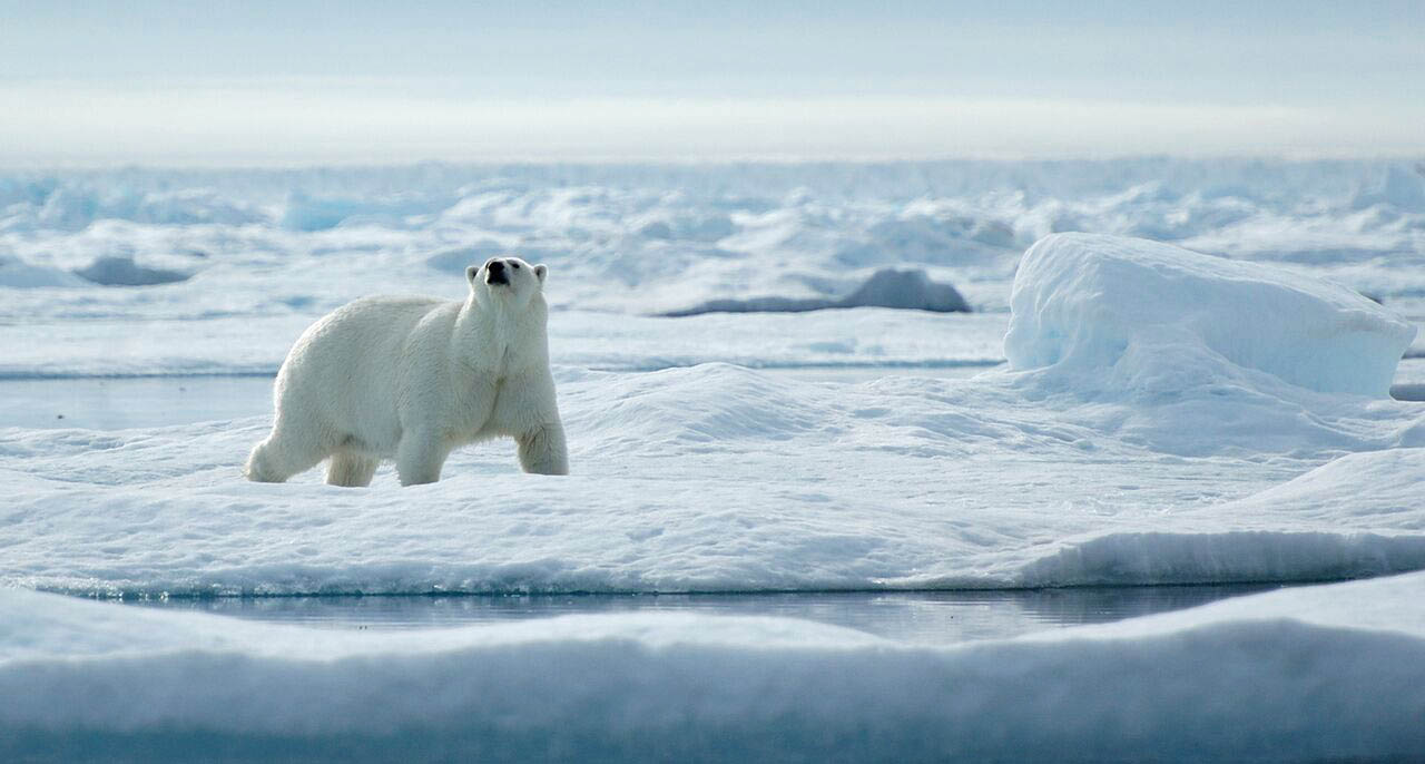 Polar Bear in Canadian High Arctic