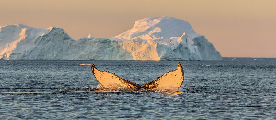Humpback Whale in Disko Bay, West Greenland 