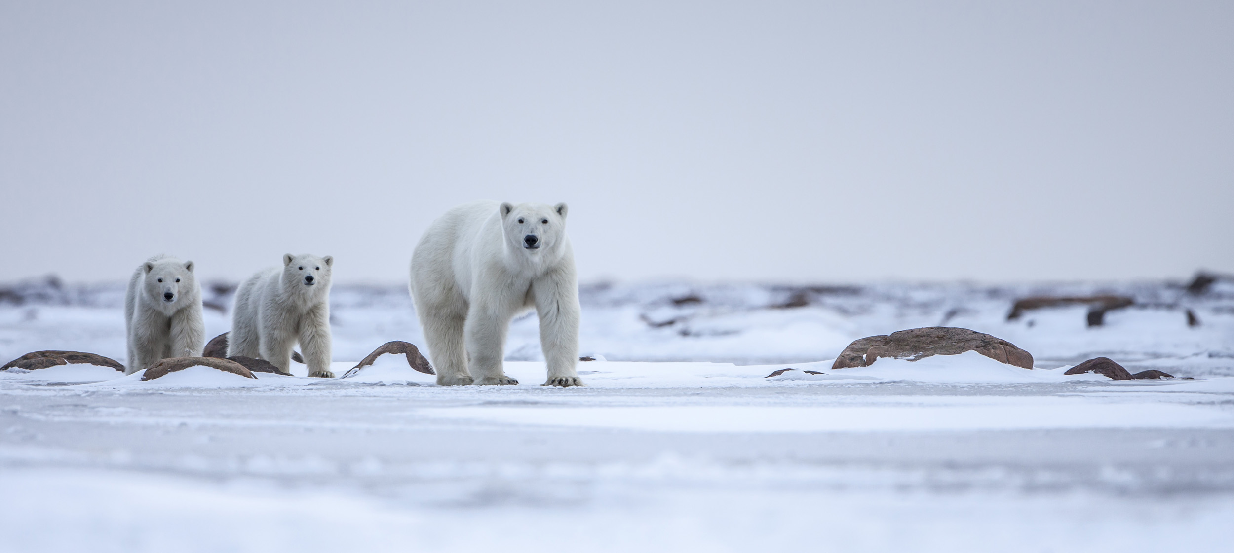 Polar Bear with Cubs in Canadian High Arctic