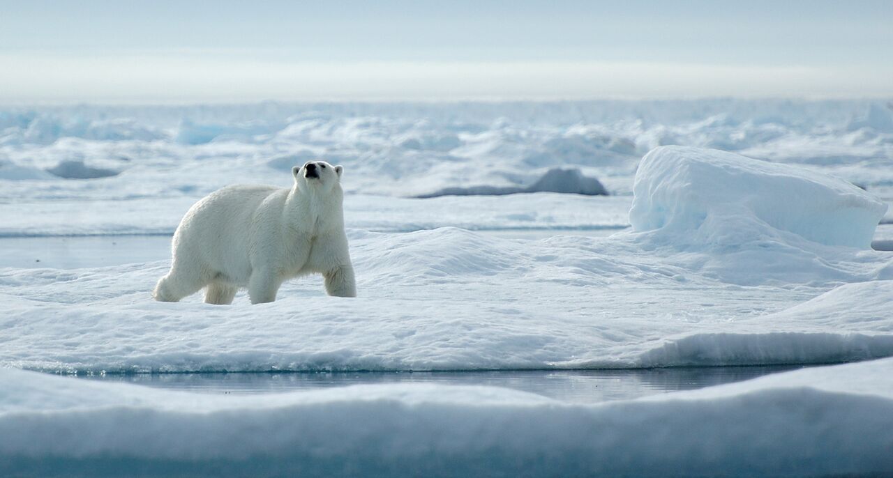 The Polar Bear: Rider of Icebergs - Nature Canada