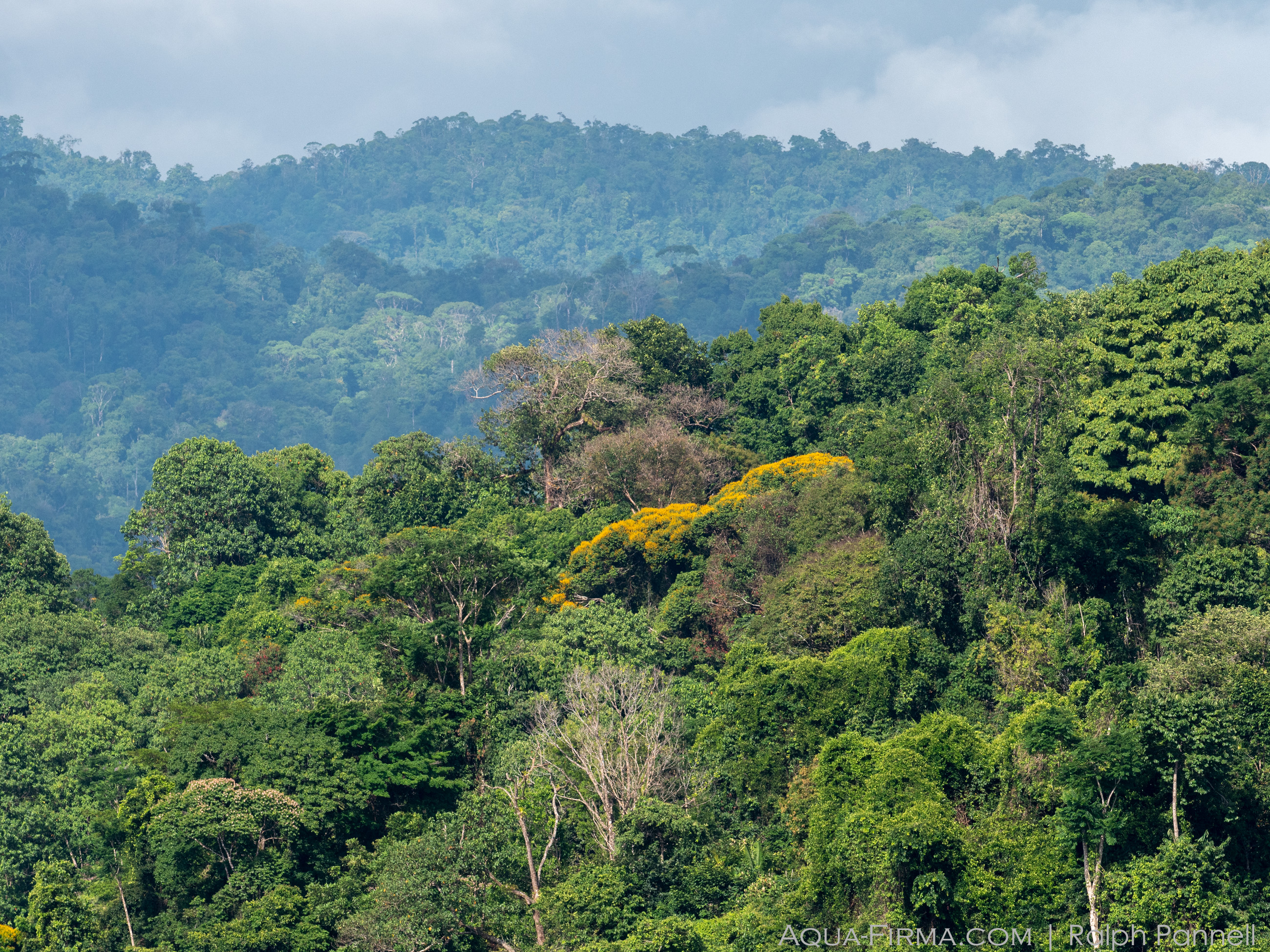 Osa Peninsula rainforest