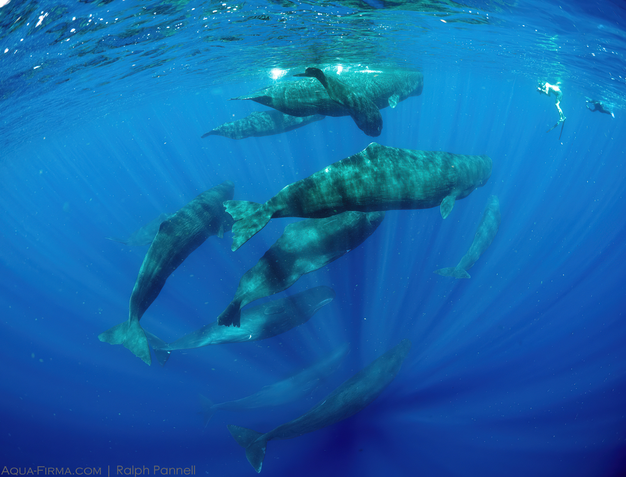 Snorkelling with Sperm Whales Dominica
