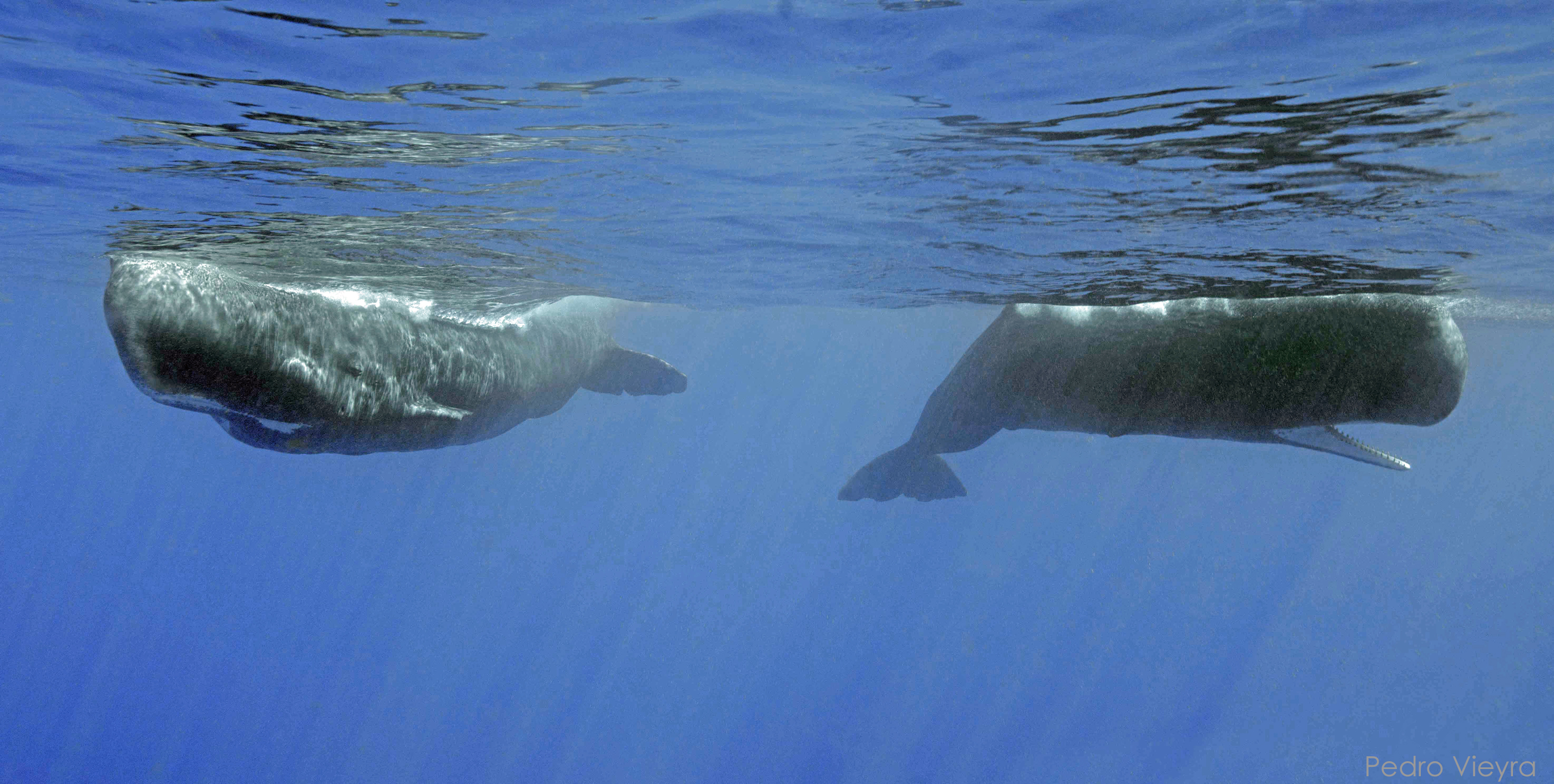 Sperm whales Dominica snorkel photography