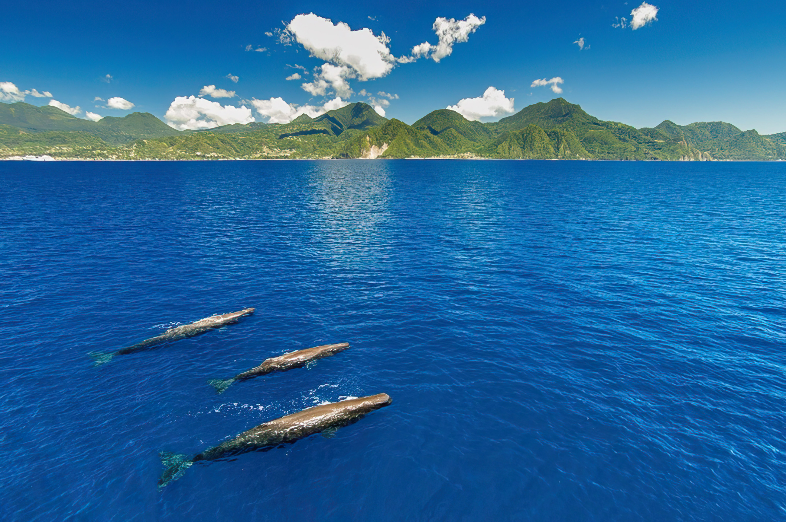 Sperm Whales aerial photo from drone Dominica Caribbean