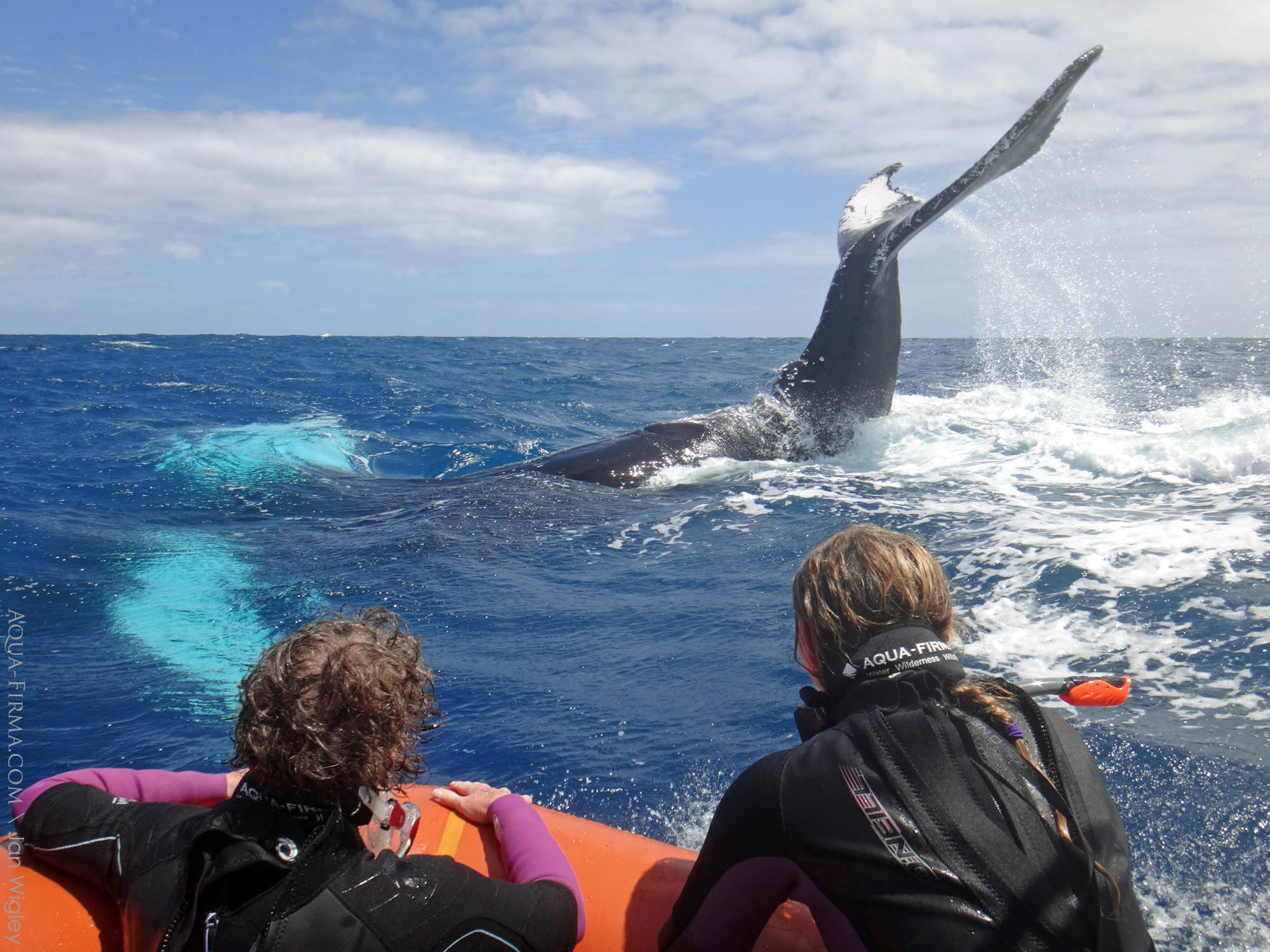 Snorkel with Humpback Whale Silver Bank Dominican Republic Aqua-Firma