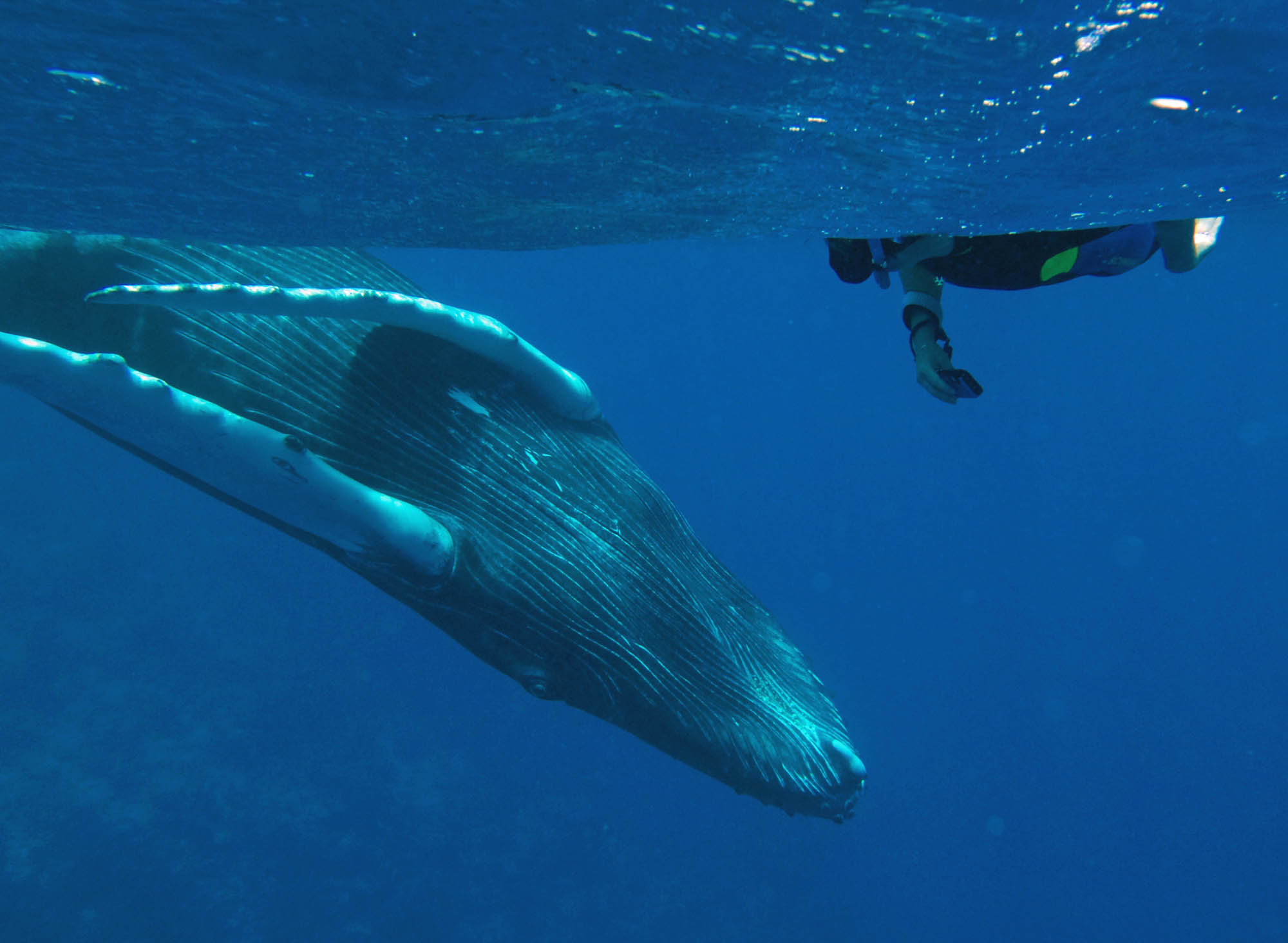 Swim Snorkel with Humpback Whales in the Silverbanks - Rob Smith