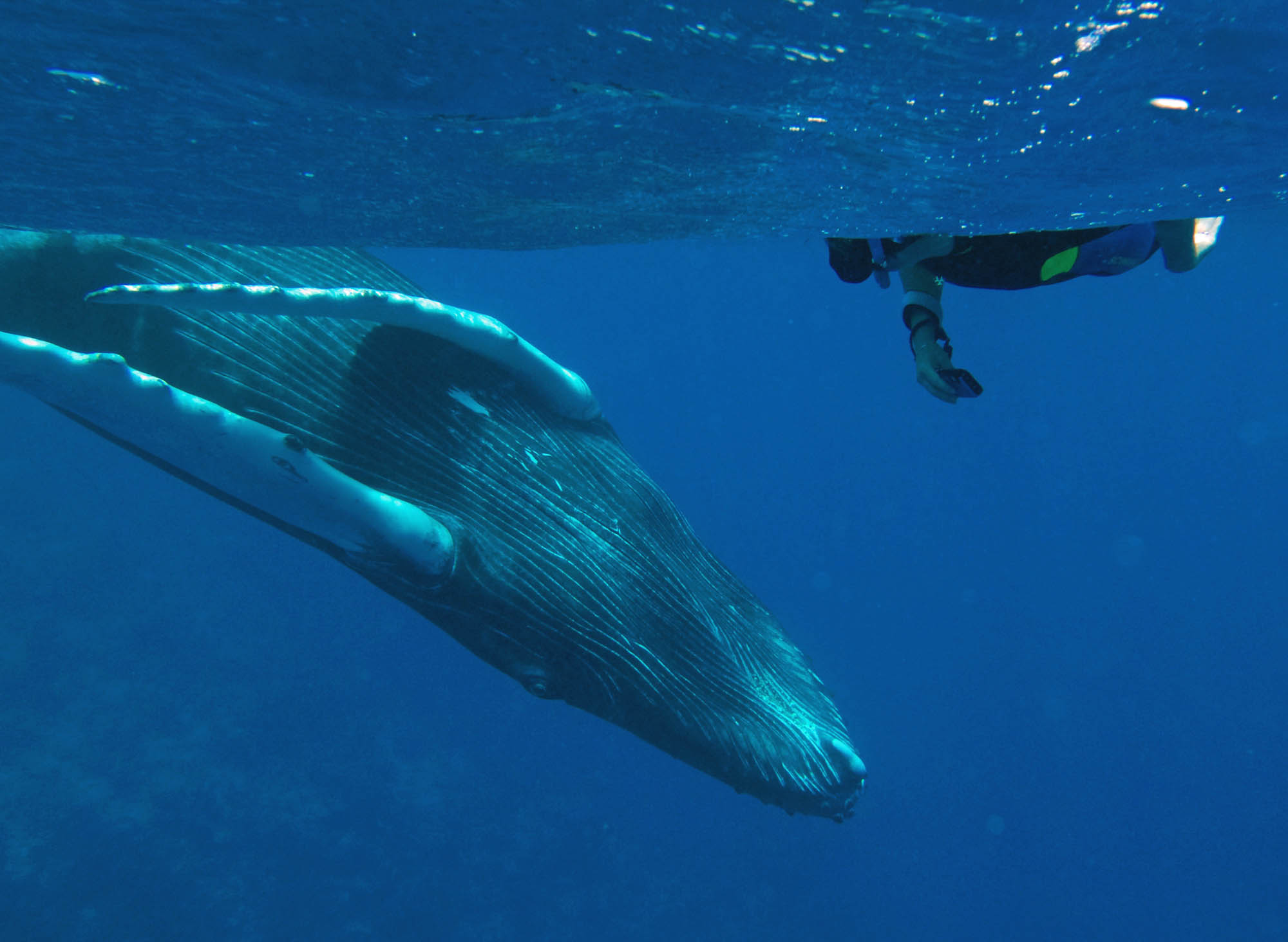 Swim Snorkel With Humpback Whales Whale Watching Snorkelling