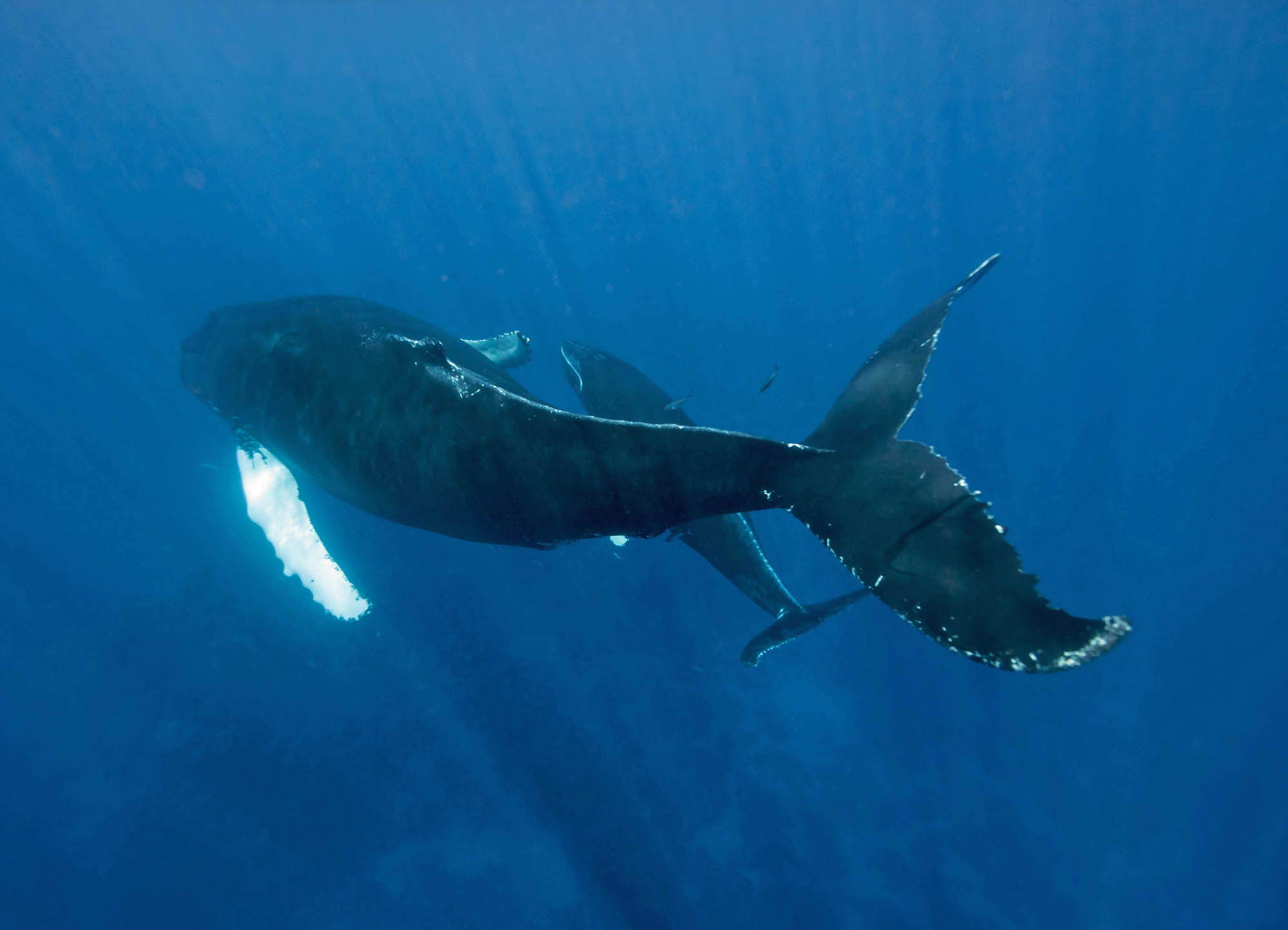 Snorkelling with Humpback Whale Mother and Calf - Bjoern Koth