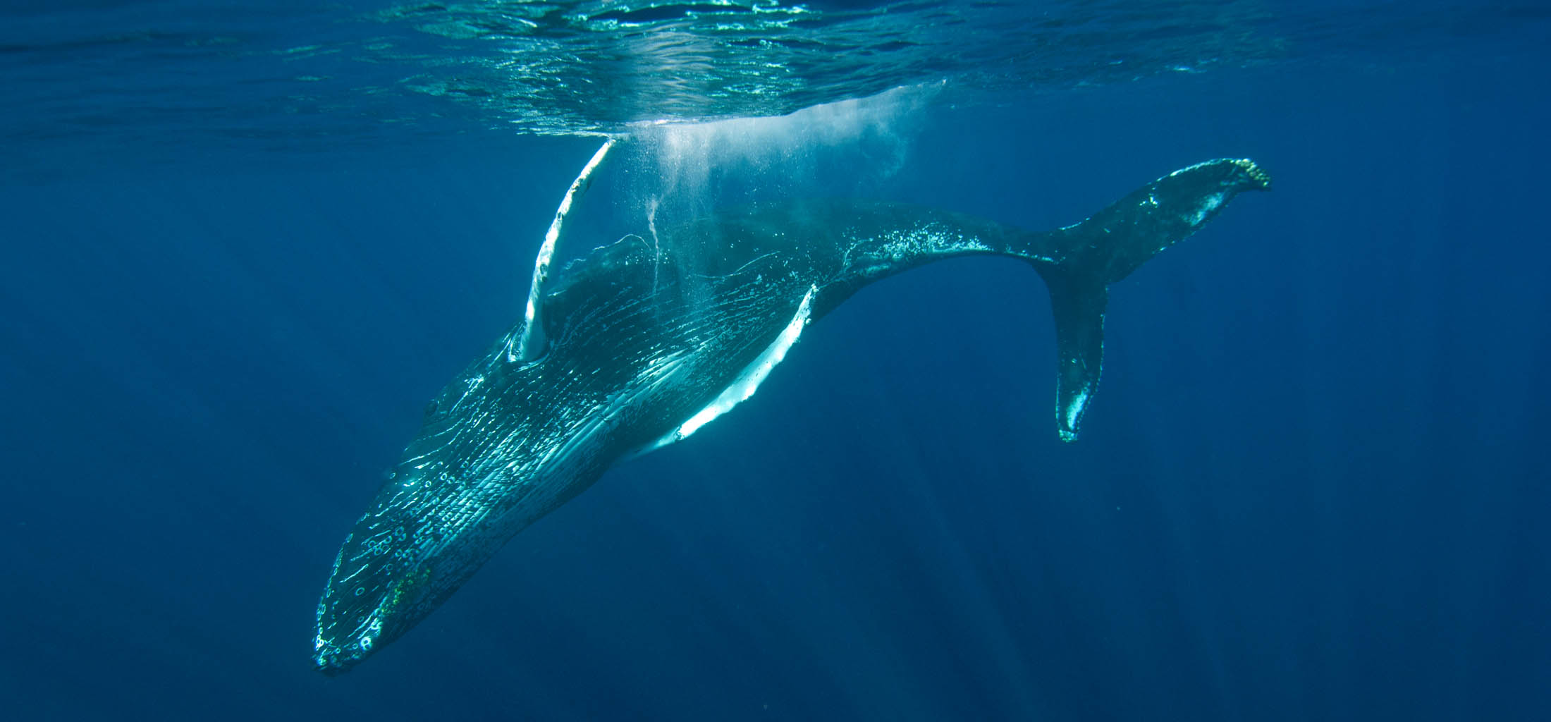 Humpback Whale underwater photography