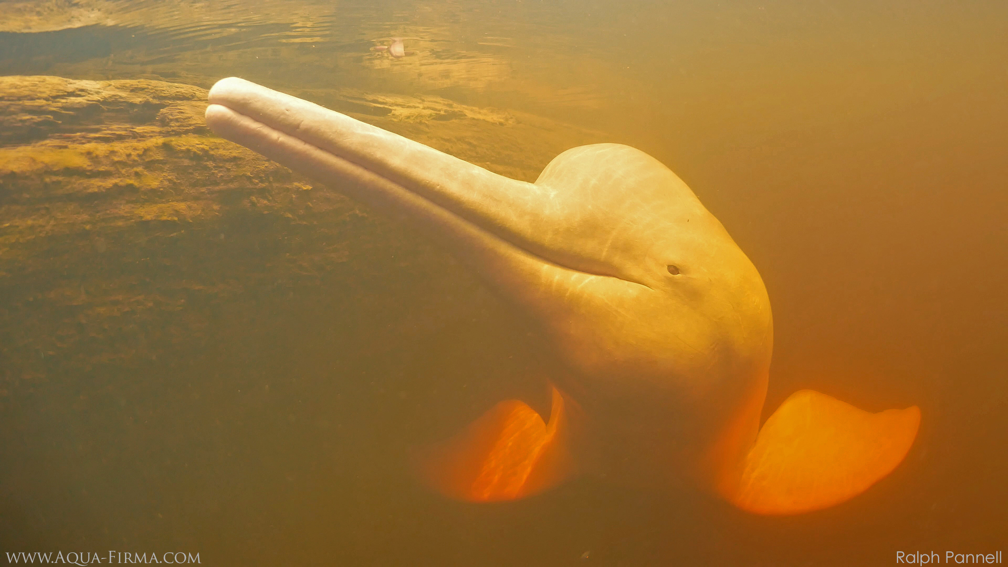Pink Dolphin photographed underwater in Amazon River tributary Ecuador & Peru