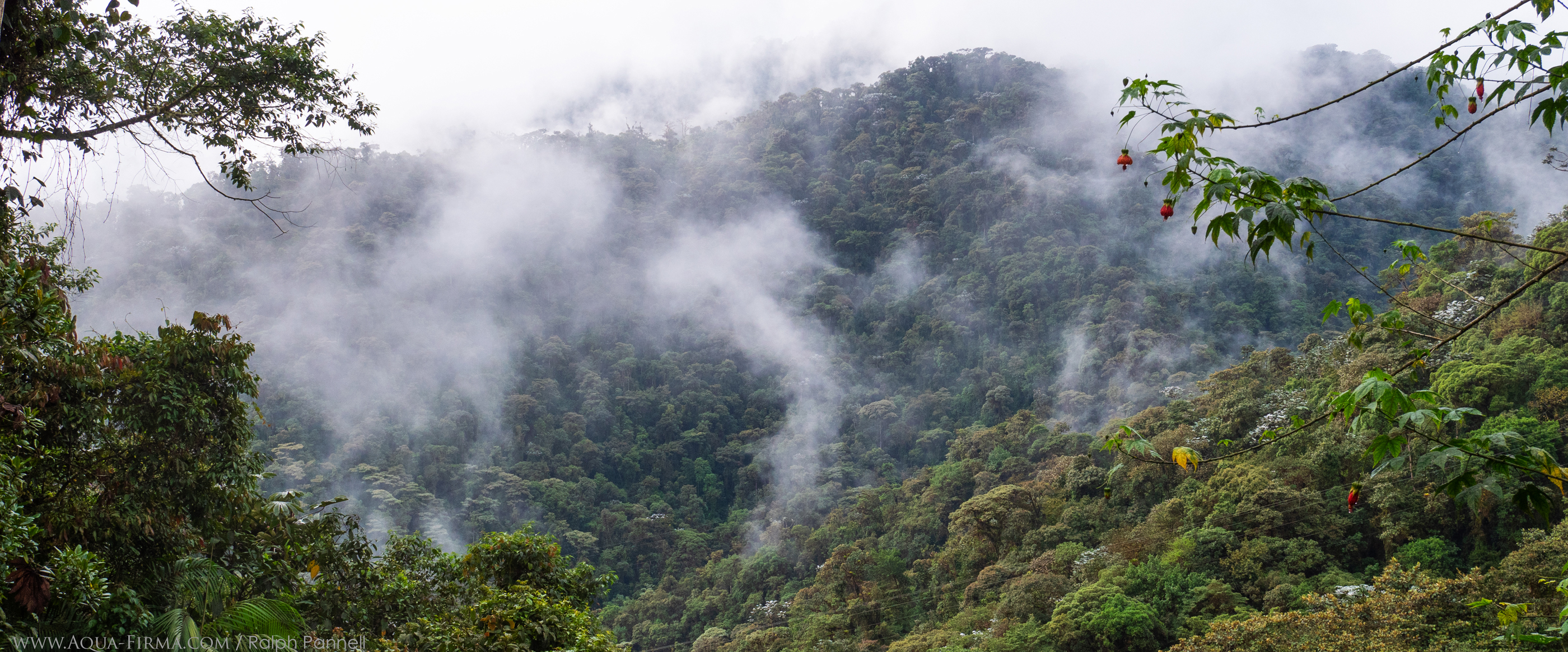 Choco-Andean Rainforest Concern Conservation Corridor Ecuador