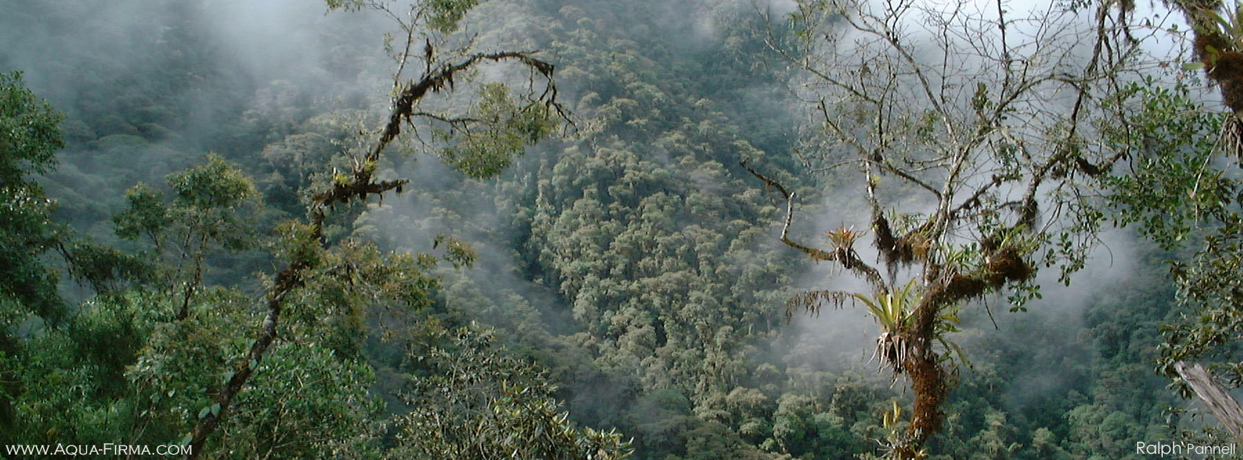 Choco-Andean Rainforest Corridor Ecuador cloud forest Mindo