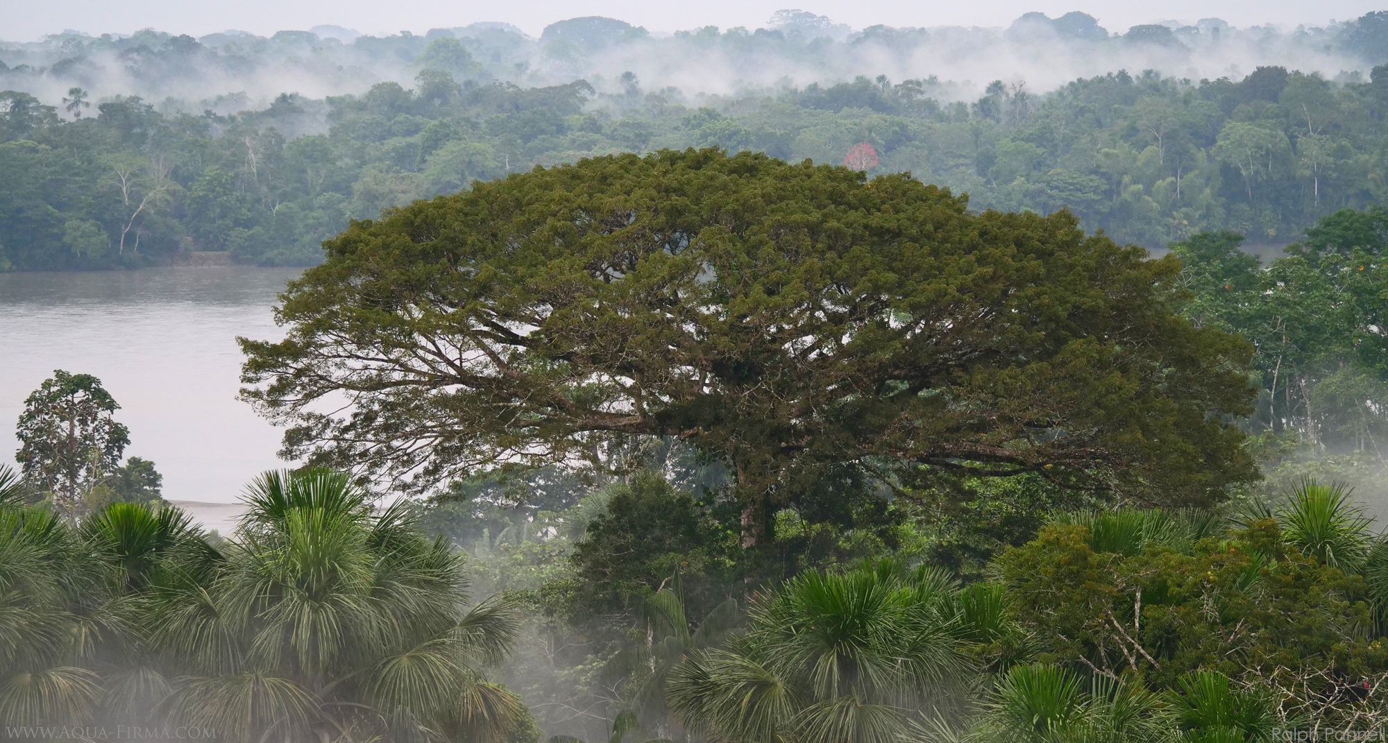 Rio Napo Ecuador Rainforest from Canopy Tower in Yasuni National Park photo by Ralph Pannell Aqua-Firma