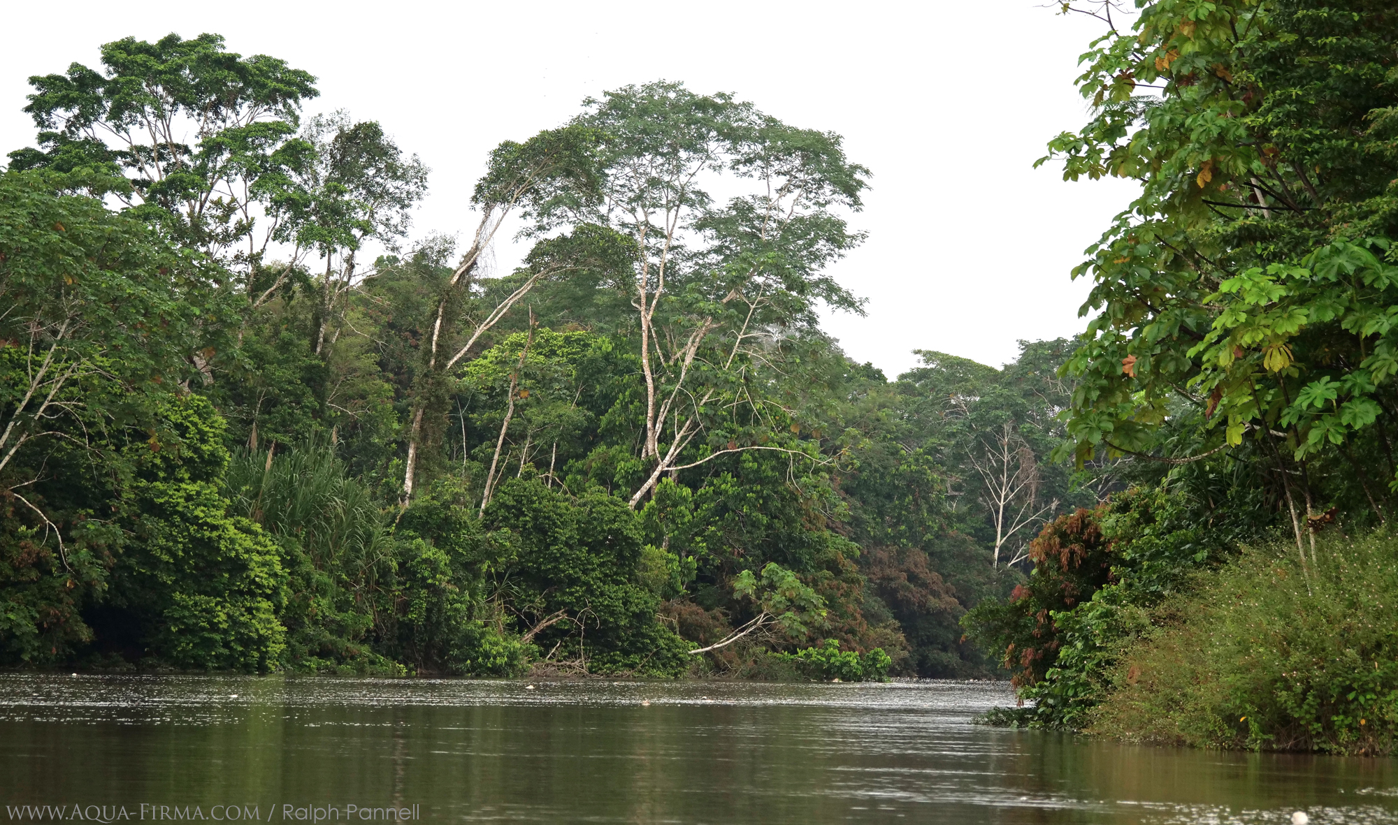 Amazon Rainforest Yasuni National Park Ecuador photo by Ralph Pannell Aqua-Firma