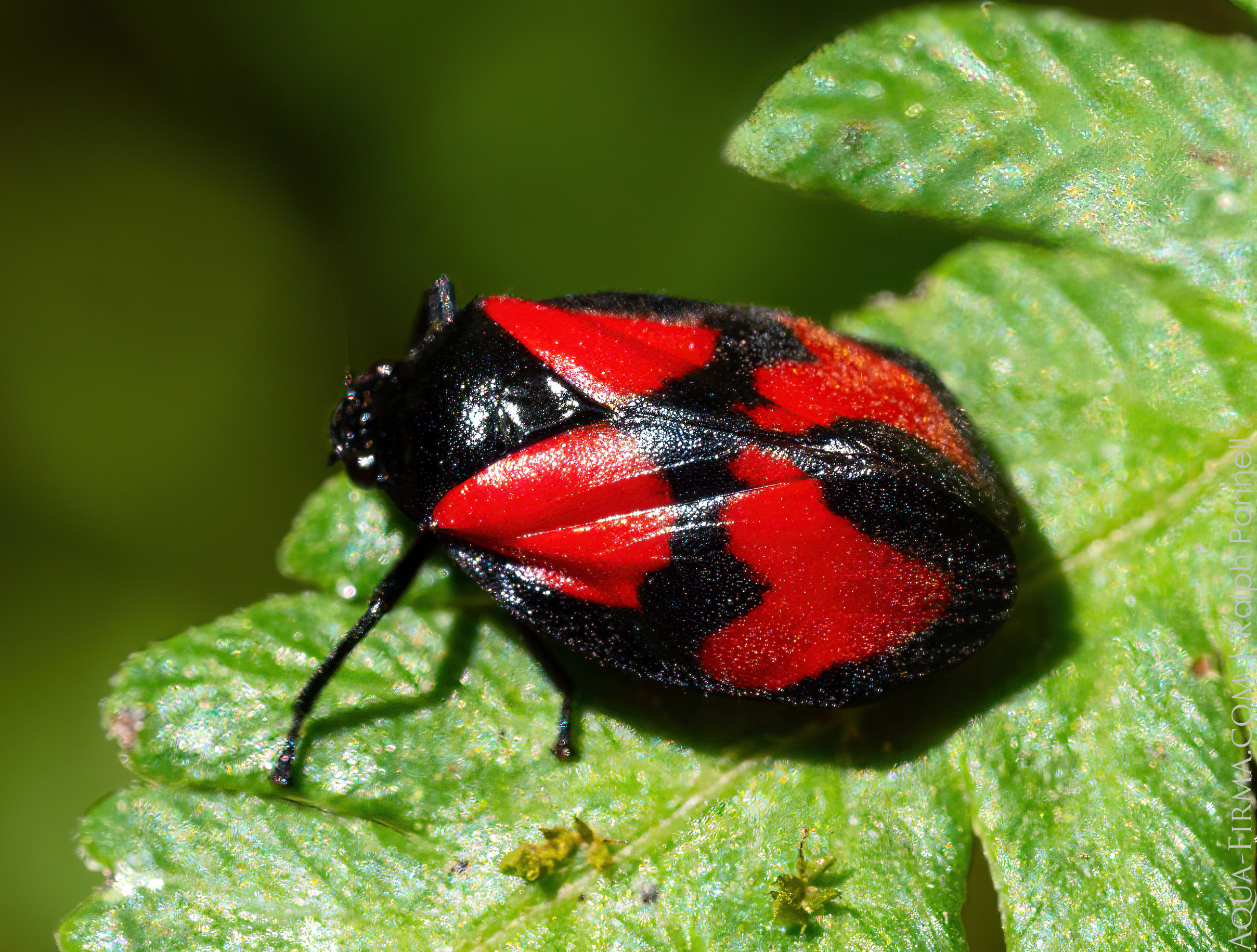 Cloud Forest Insect Ecuador