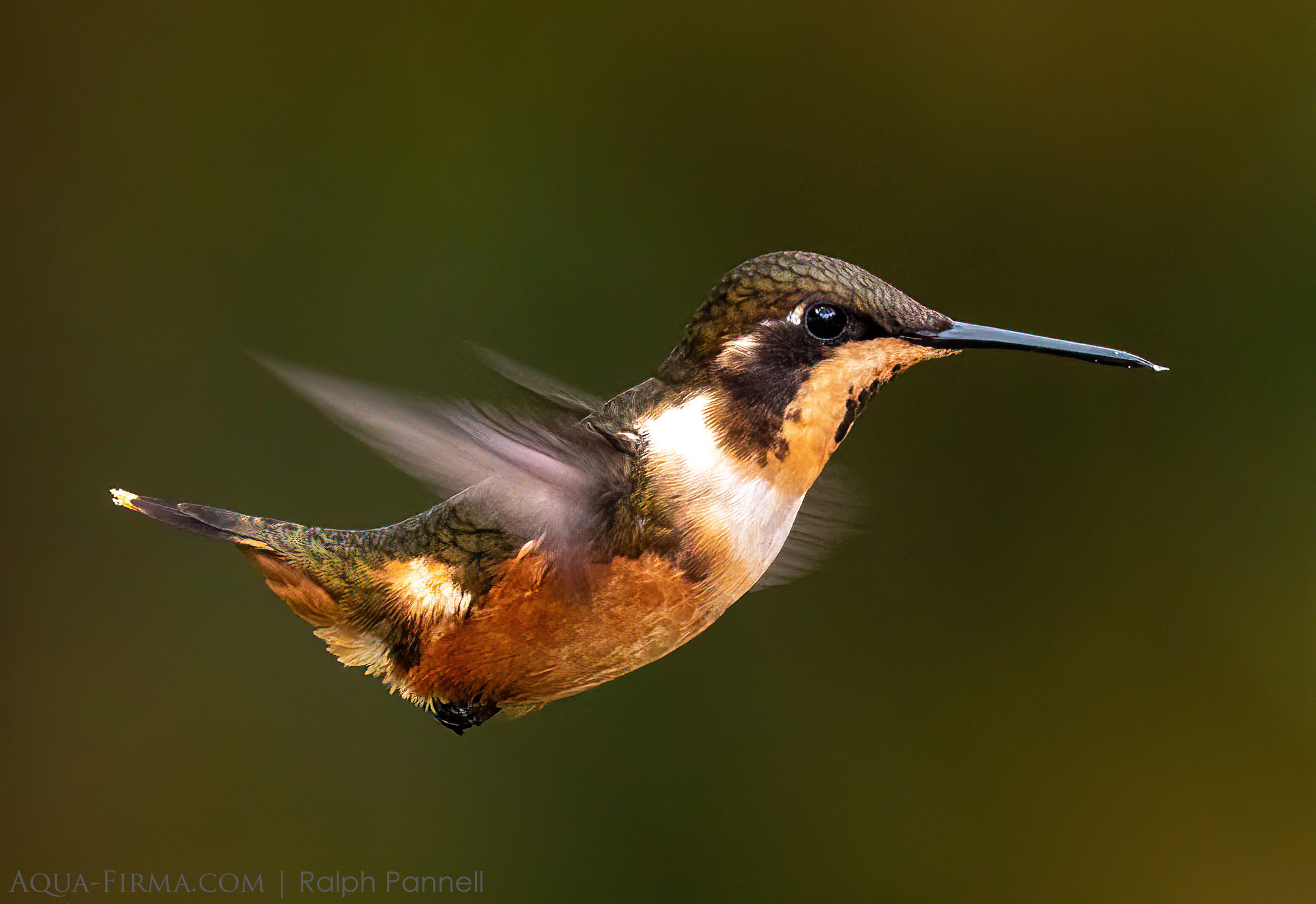 Hummingbird Ecuador Cloud Forest Choco Andes