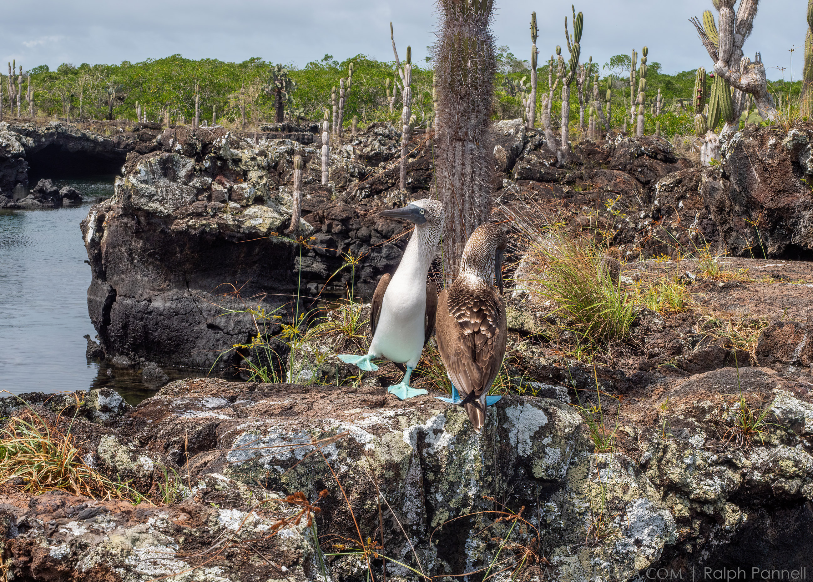 Blue-footed Booby courtship display on lava tunnels Isabela Galapagos