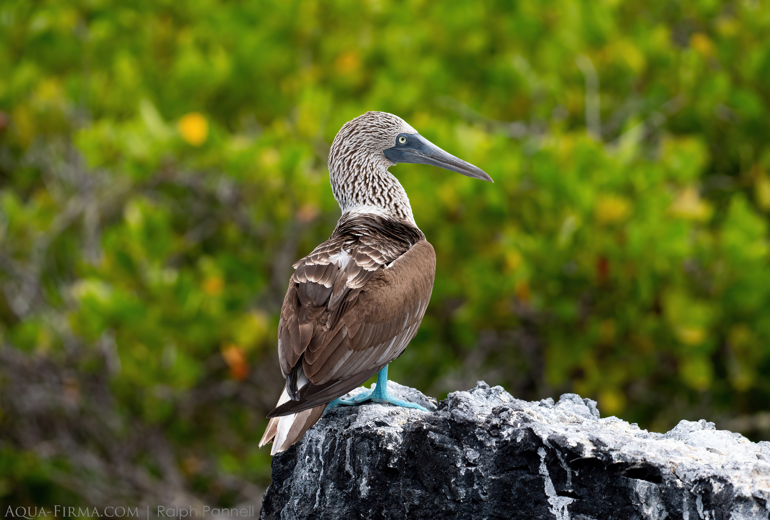 Blue-footed Booby Galapagos Isabela Island