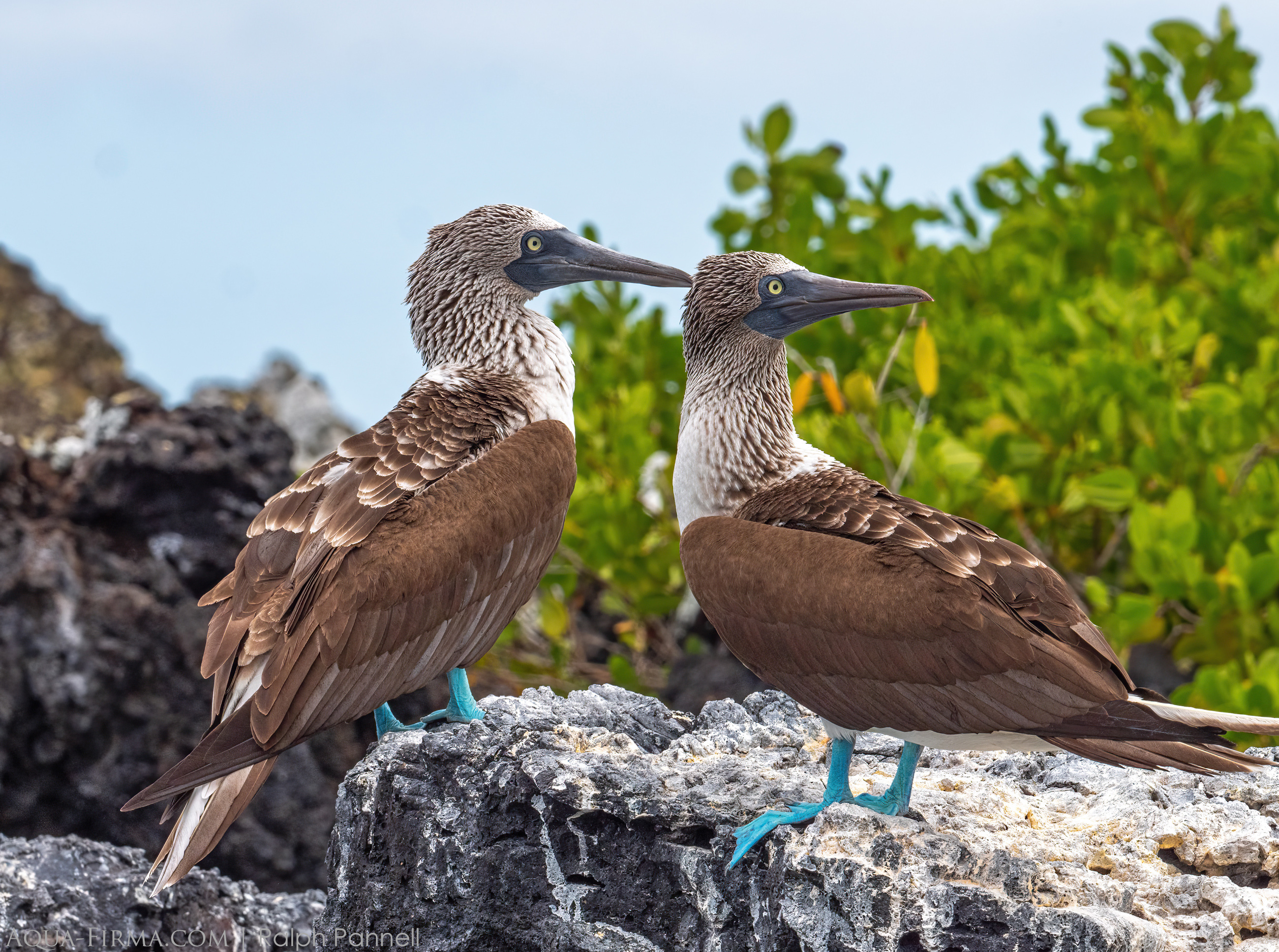 Blue-footed Booby Pair Las Tintoreras Galapagos Isabela mangroves