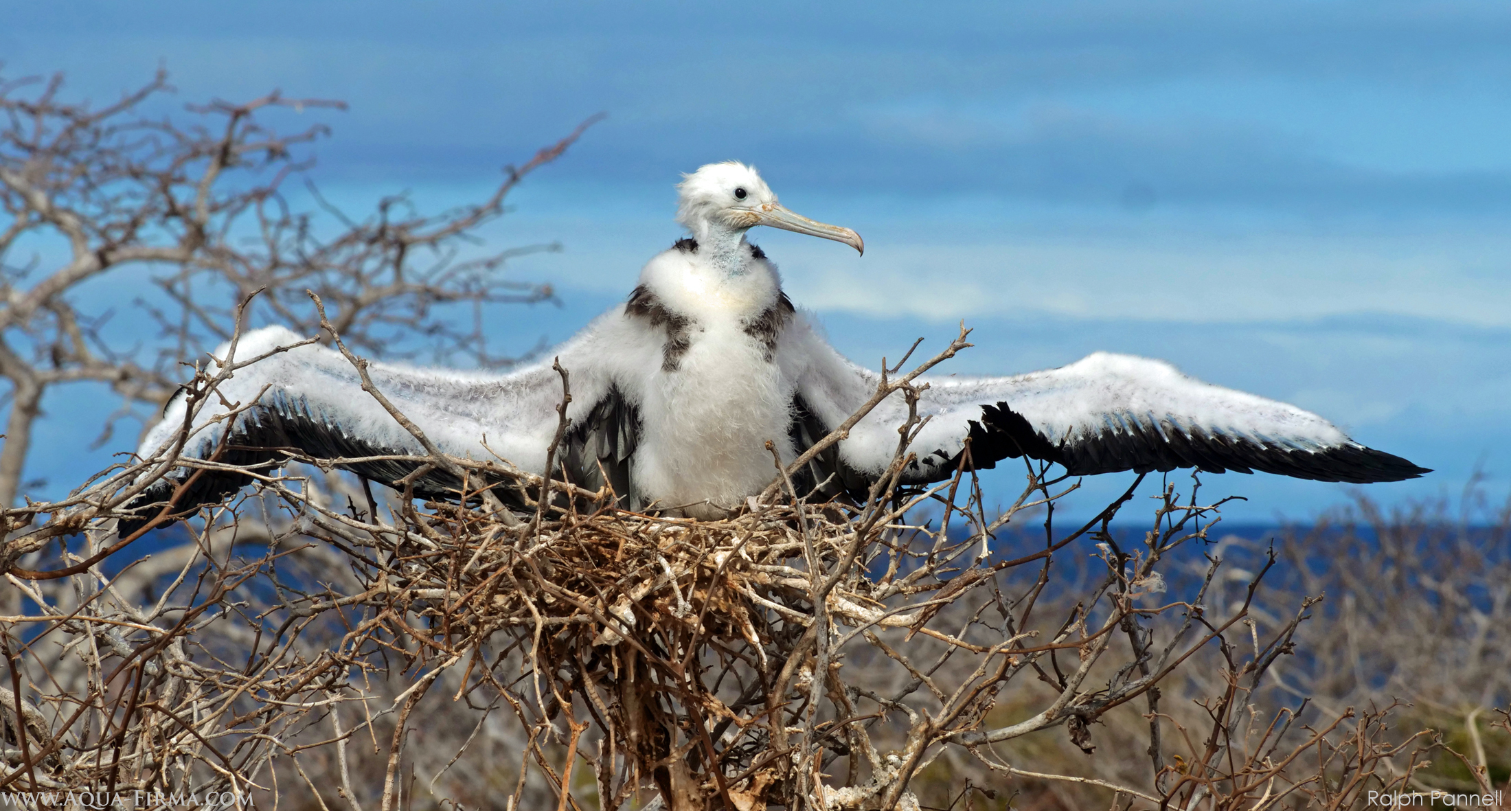 Frigatebird North Seymour Island Galapagos birdwatching photography Ralph Pannell Aqua-Firma