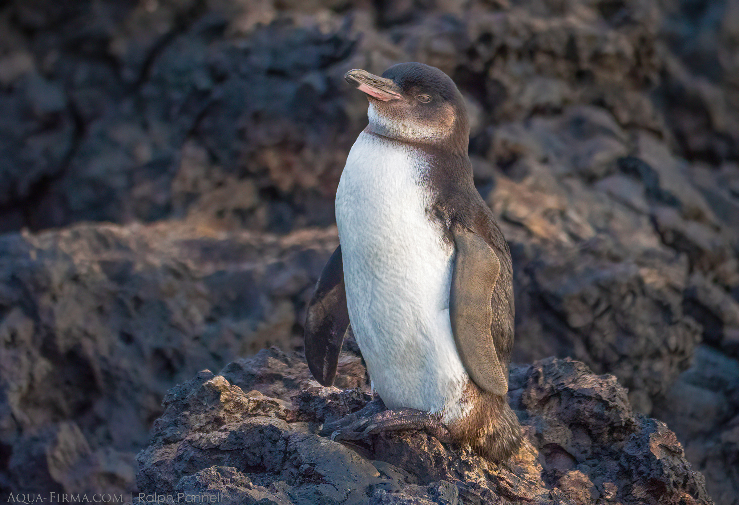 Galapagos Penguin