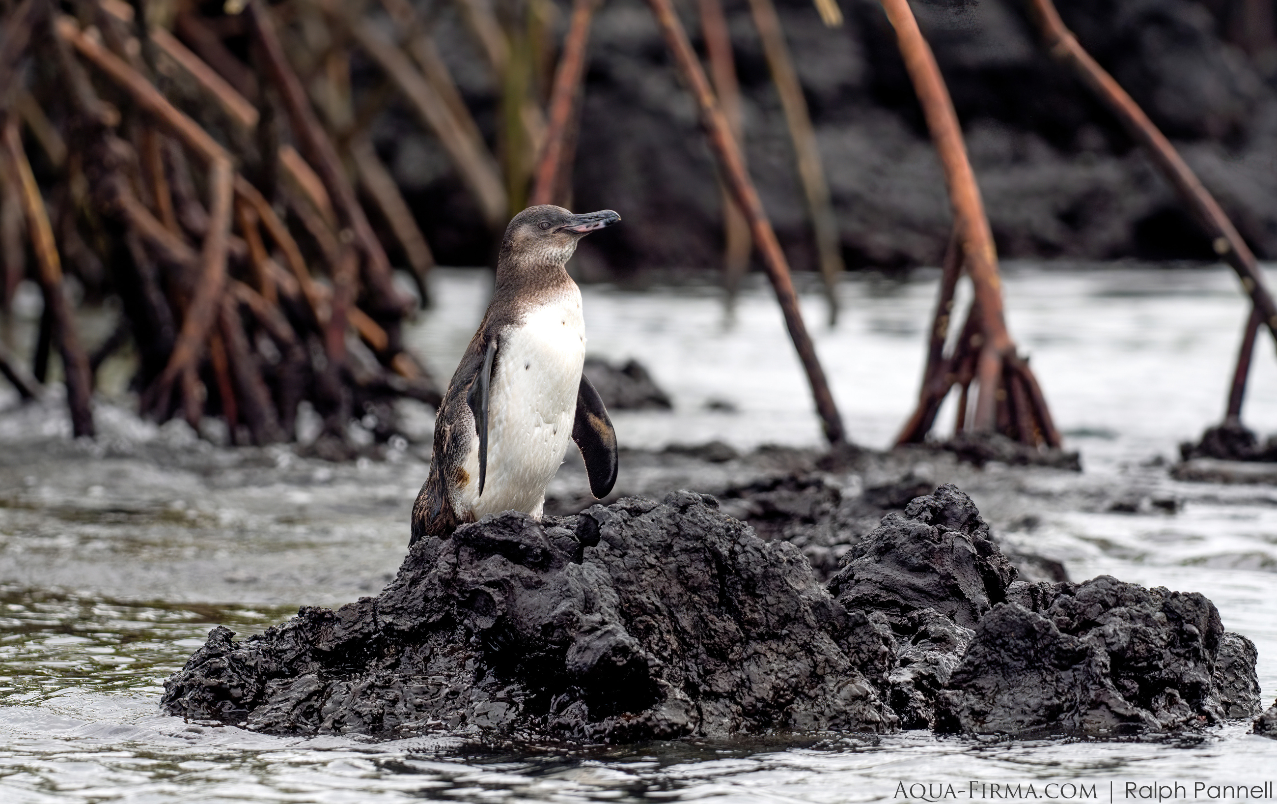 Galapagos Penguin amongst mangroves Isabela Island