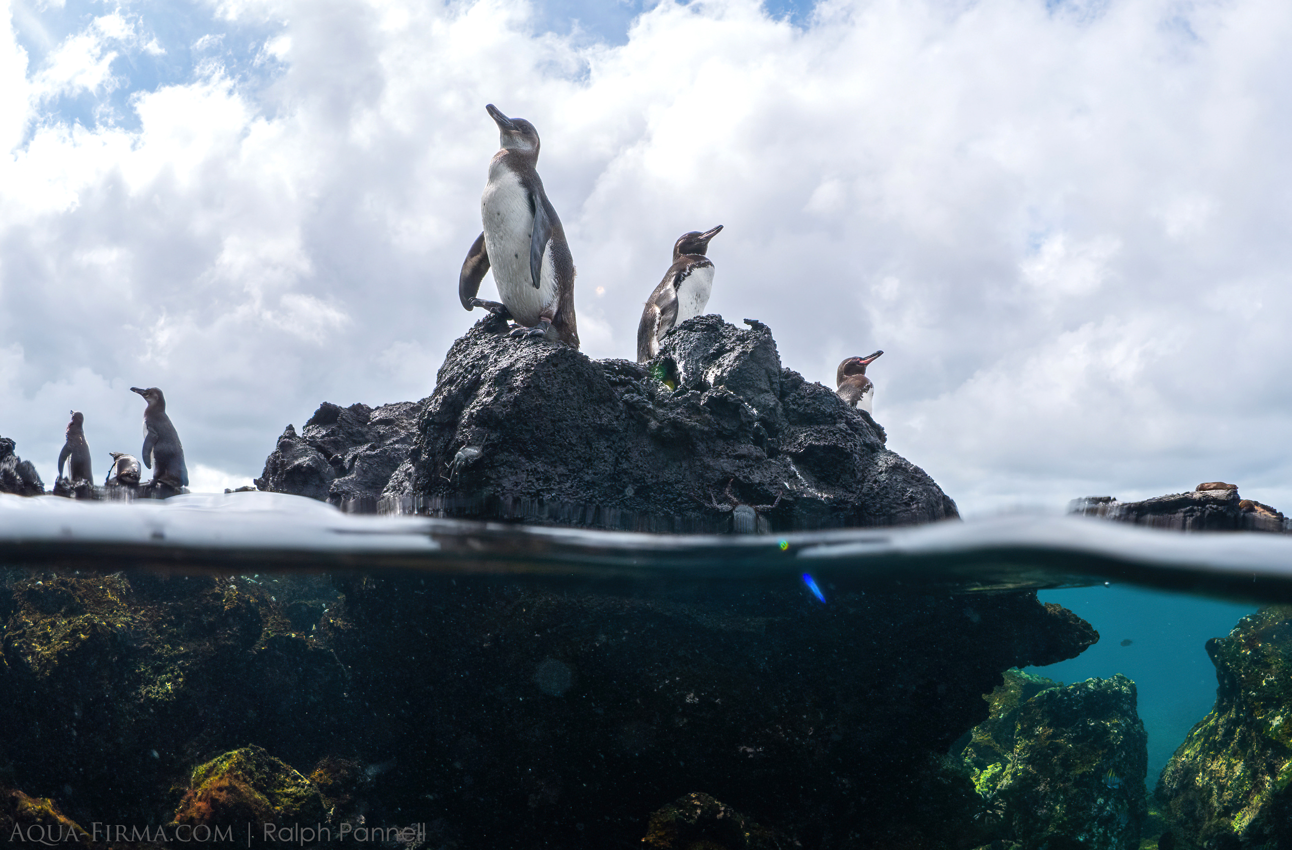Galapagos Penguins lava tunnels Isabela island