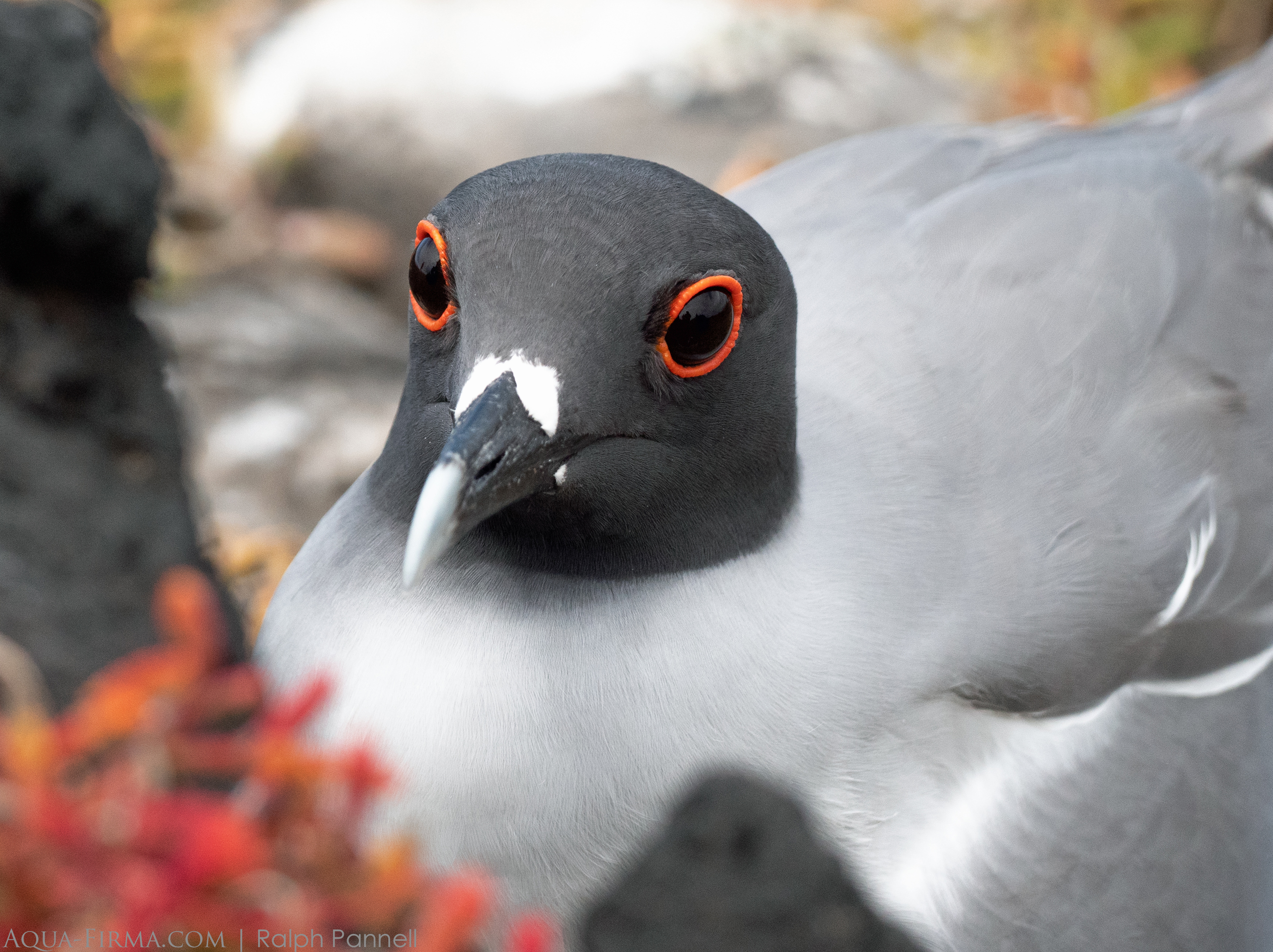 Swallow tailed gull Galapagos