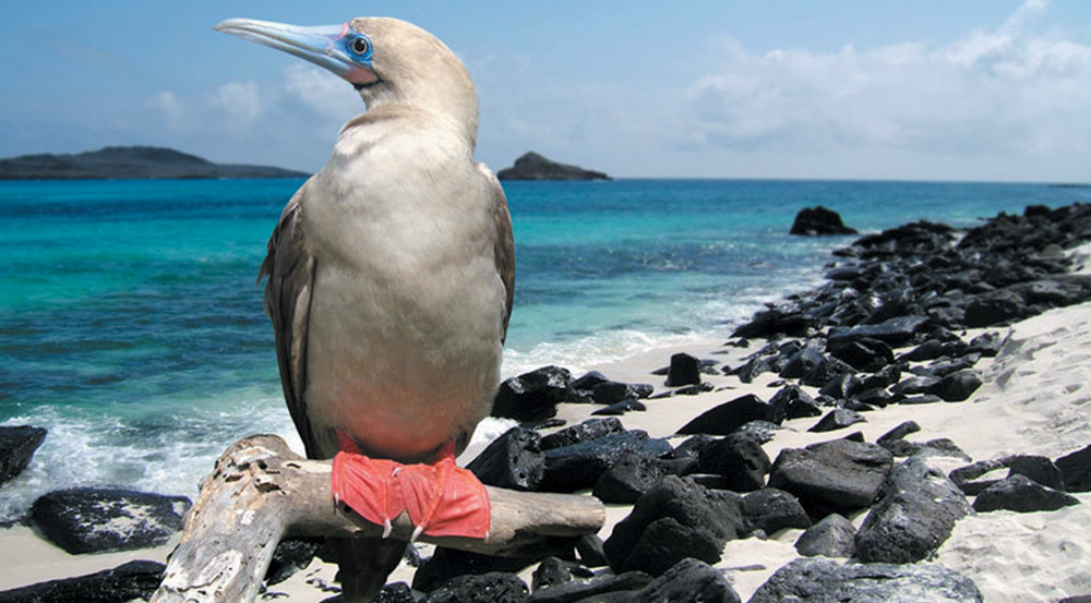 Red Footed Booby in the Galapagos Islands