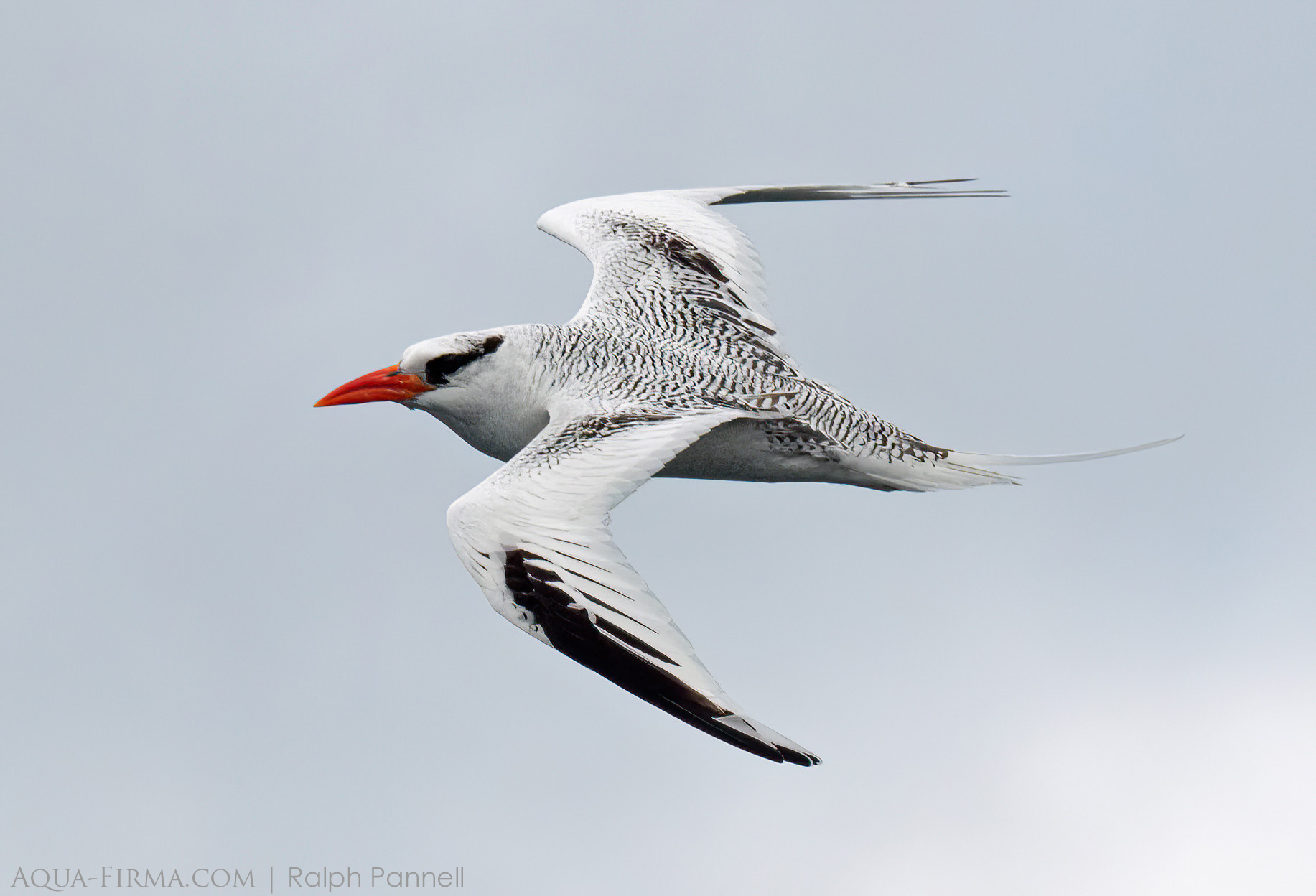 red-billed tropicbird galapagos