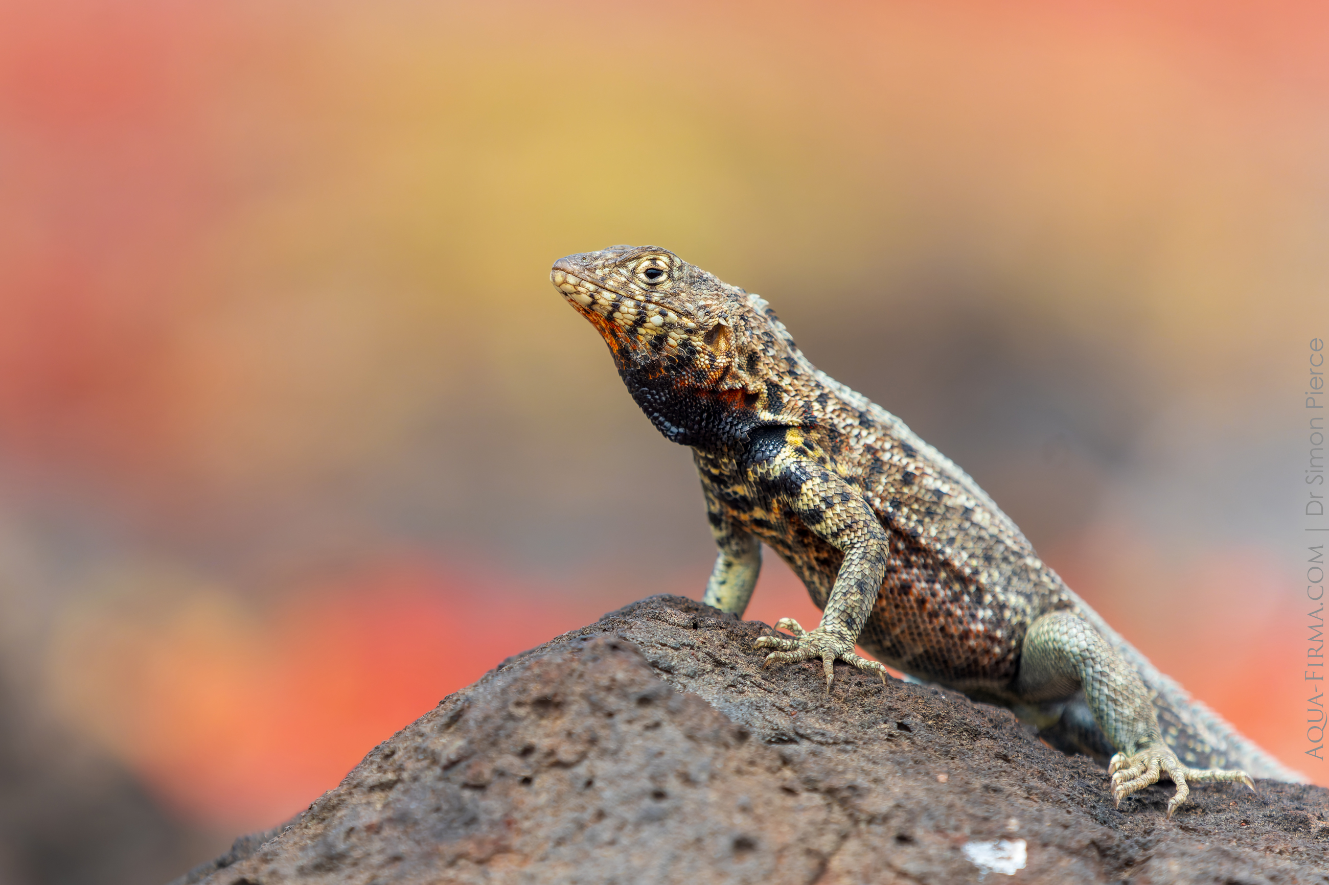 lava lizard galapagos