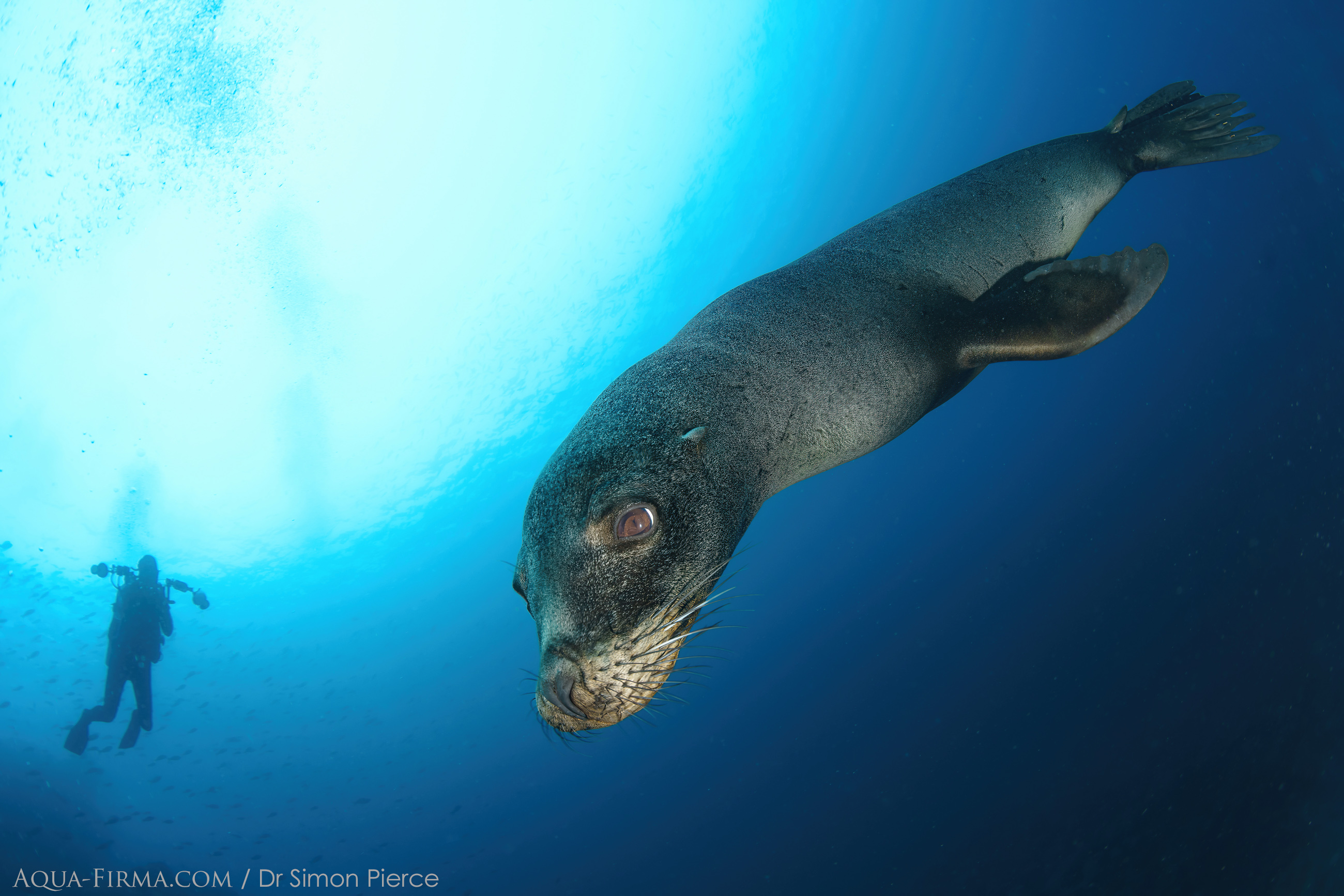 Galapagos Sealion Simon Pierce MMF