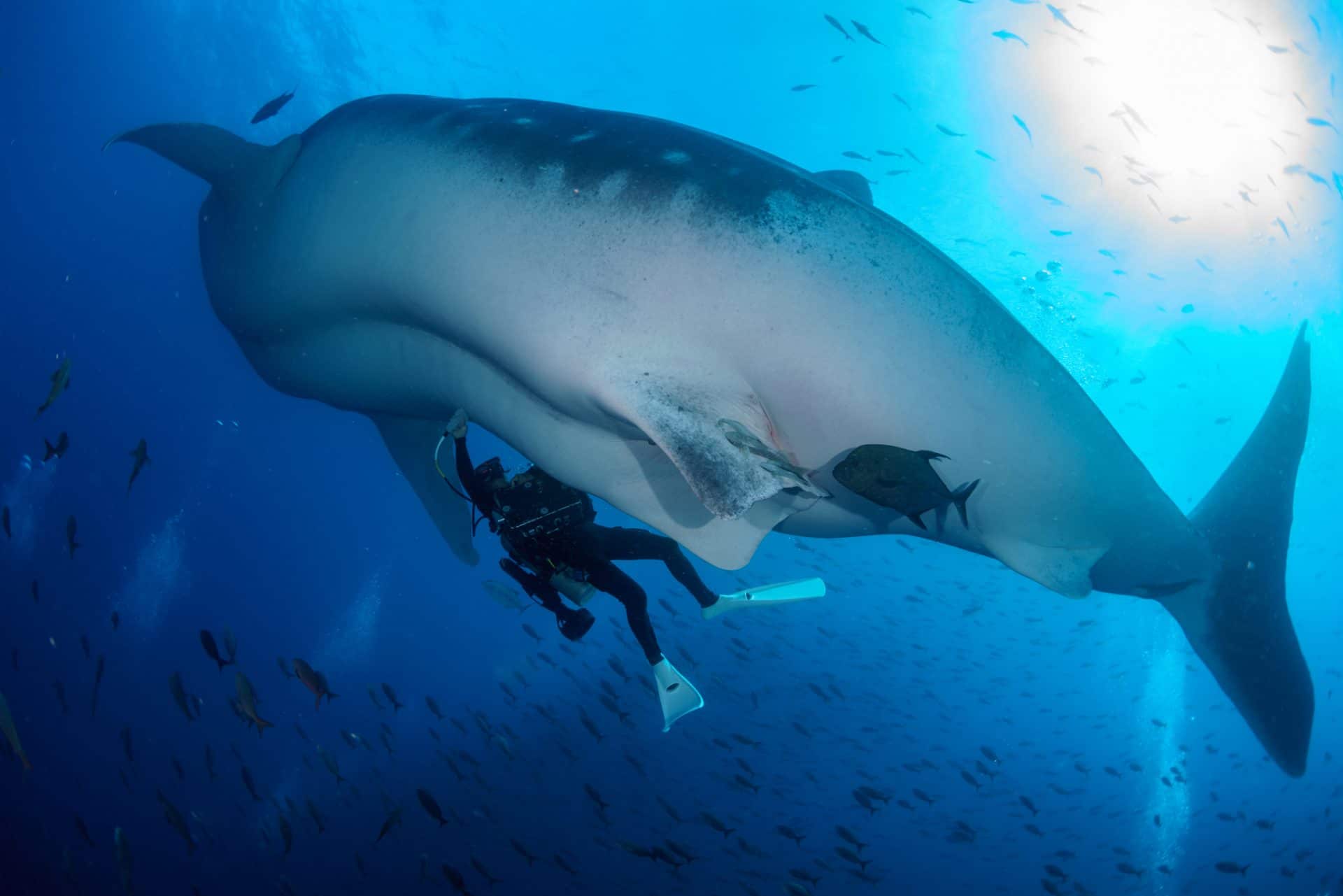 Galapagos whale shark research